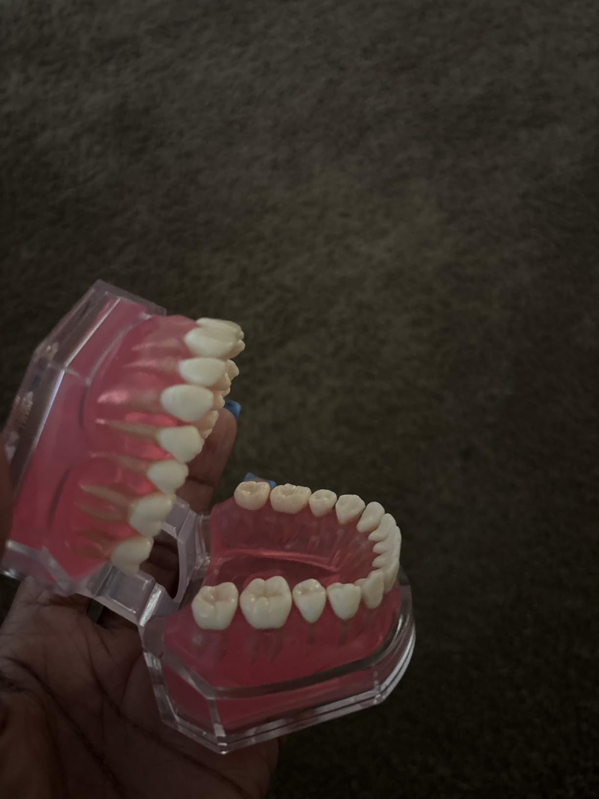 Standard Study Teaching Dental Model with All Removable Teeth - Soft Silicone Gel Gum and Bendable Teeth Typodonts for Students and Professionals - Ideal for Dental Education and Demonstrations customer photo 1