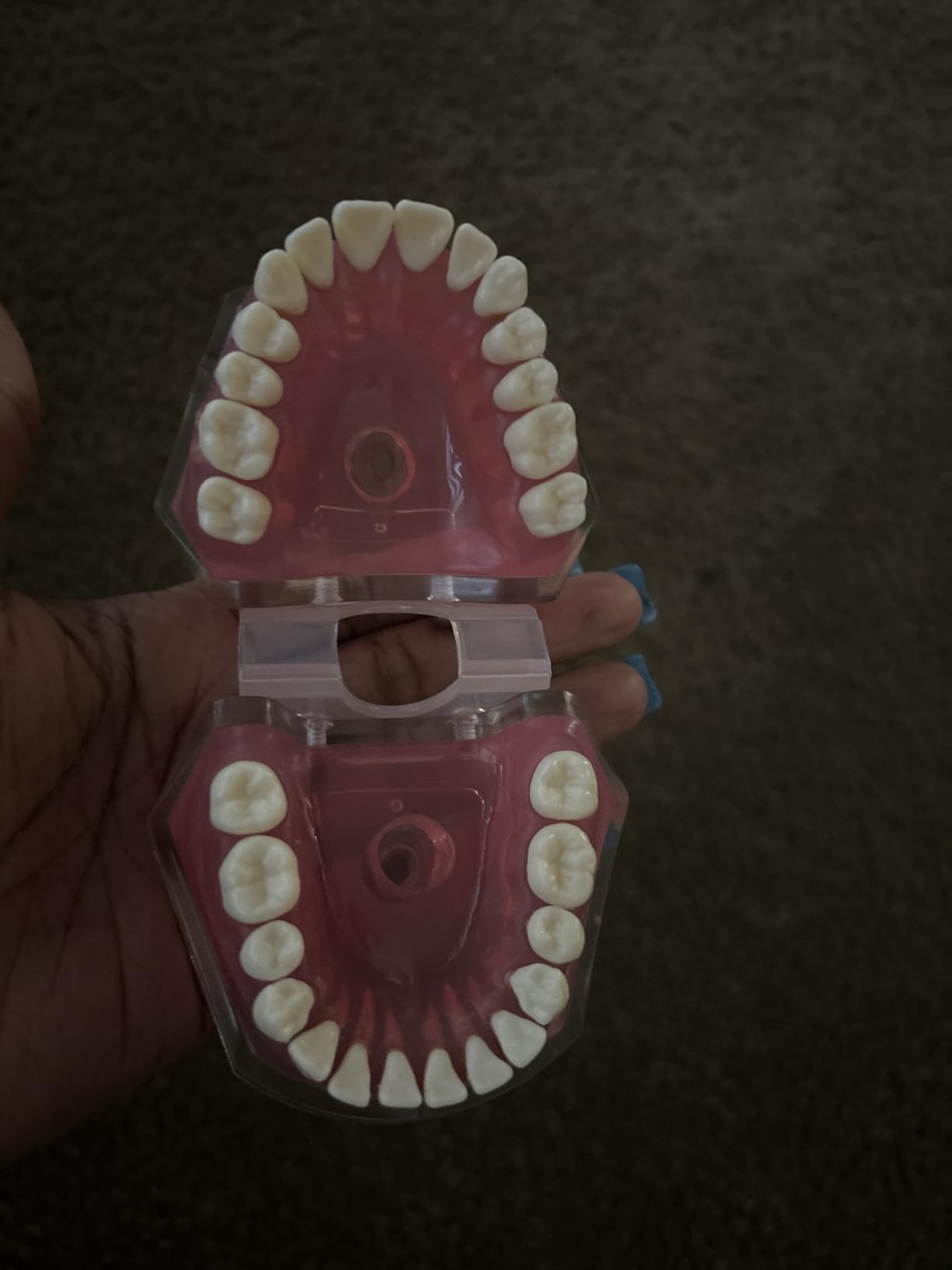 Standard Study Teaching Dental Model with All Removable Teeth - Soft Silicone Gel Gum and Bendable Teeth Typodonts for Students and Professionals - Ideal for Dental Education and Demonstrations customer photo 2