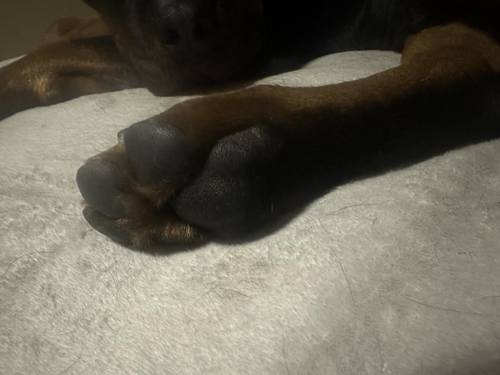 Wet Ones for Pets Antibacterial Dog Paw Cleaner with Built-in Brush, Foaming No-Rinse Formula for Cleaning Dirty Paws After Walks, Gentle Everyday Paw Wash for Dogs, 5 Oz customer photo 2