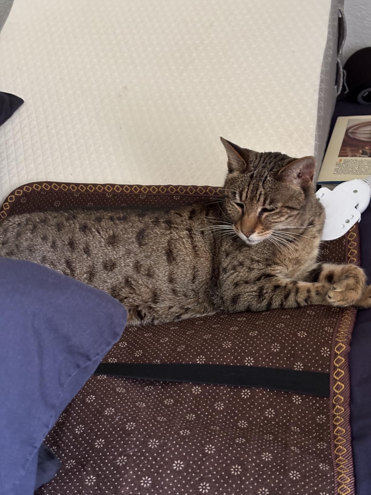 Far Infrared Heating Pad, Natural Jade and 2 Different Tourmaline Heating Pad, Electric Heating Pads for Back Neck Shoulders and Abdomen, Auto Shut Off Function (72