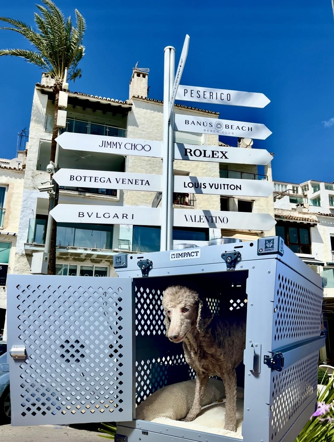 Impact Collapsible Dog Crate 34 Inch Intermediate customer photo 1