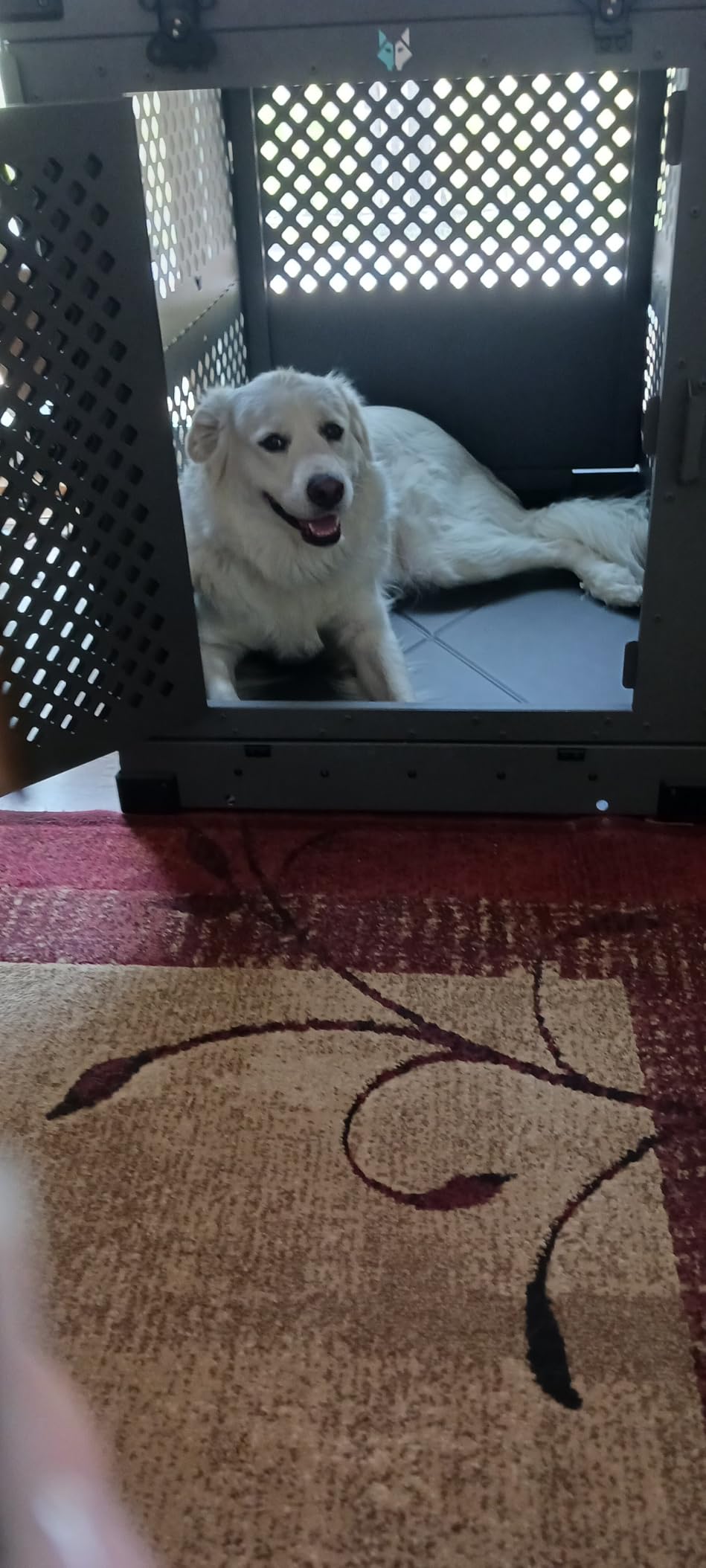 Impact Collapsible Dog Crate 30 Inch customer photo 2