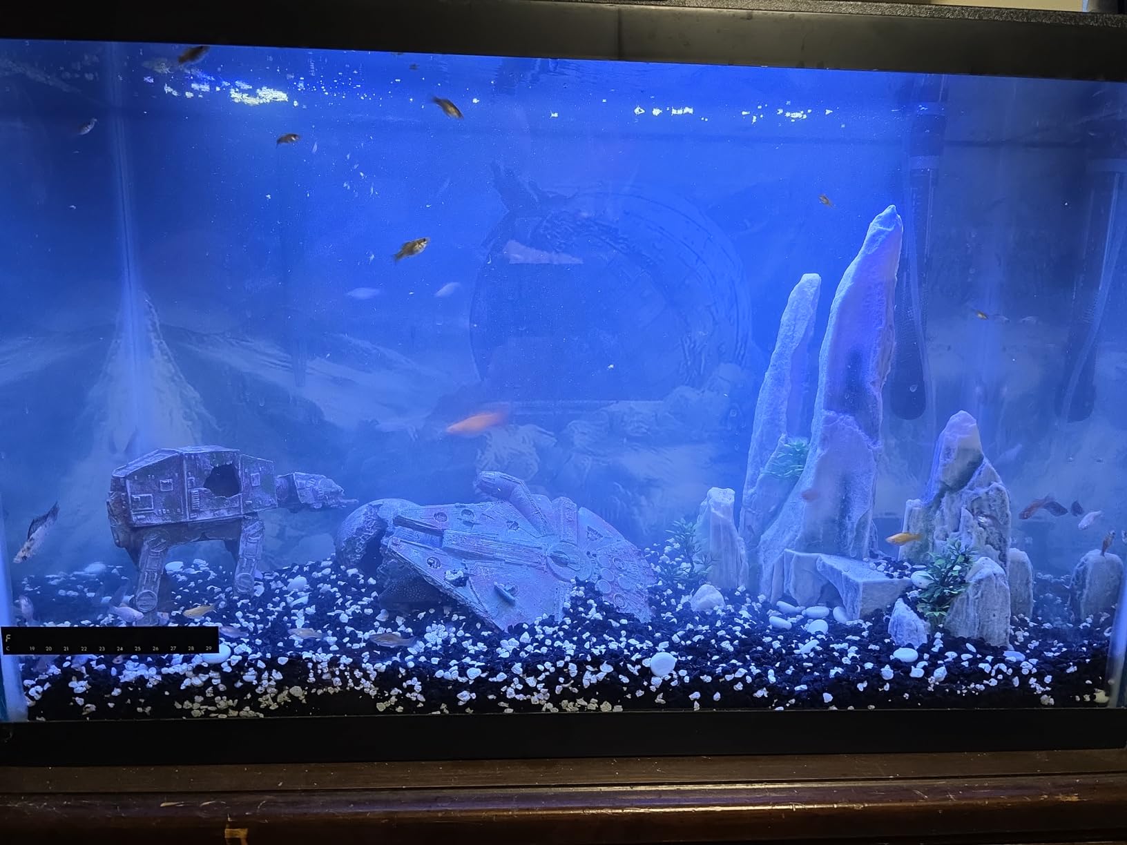 DXOPHIEX Gravel Vacuum for Aquarium Fish Tank Siphon Aquarium Water Changer with Three Metal Faucet Adapter and Long Hose 30 Feet customer photo 1