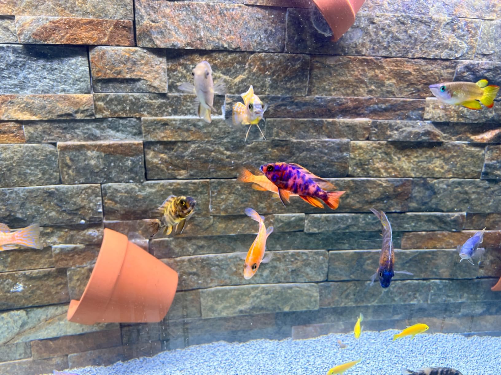 DXOPHIEX Gravel Vacuum for Aquarium Fish Tank Siphon Aquarium Water Changer with Three Metal Faucet Adapter and Long Hose 30 Feet customer photo 2