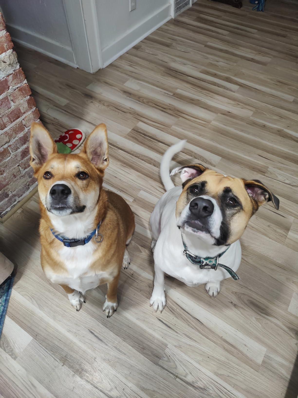 Dog Dryer,High Velocity Professional Dog Grooming Dryer,Adjustable Temperature and Speed with 4 Different Nozzles customer photo 1