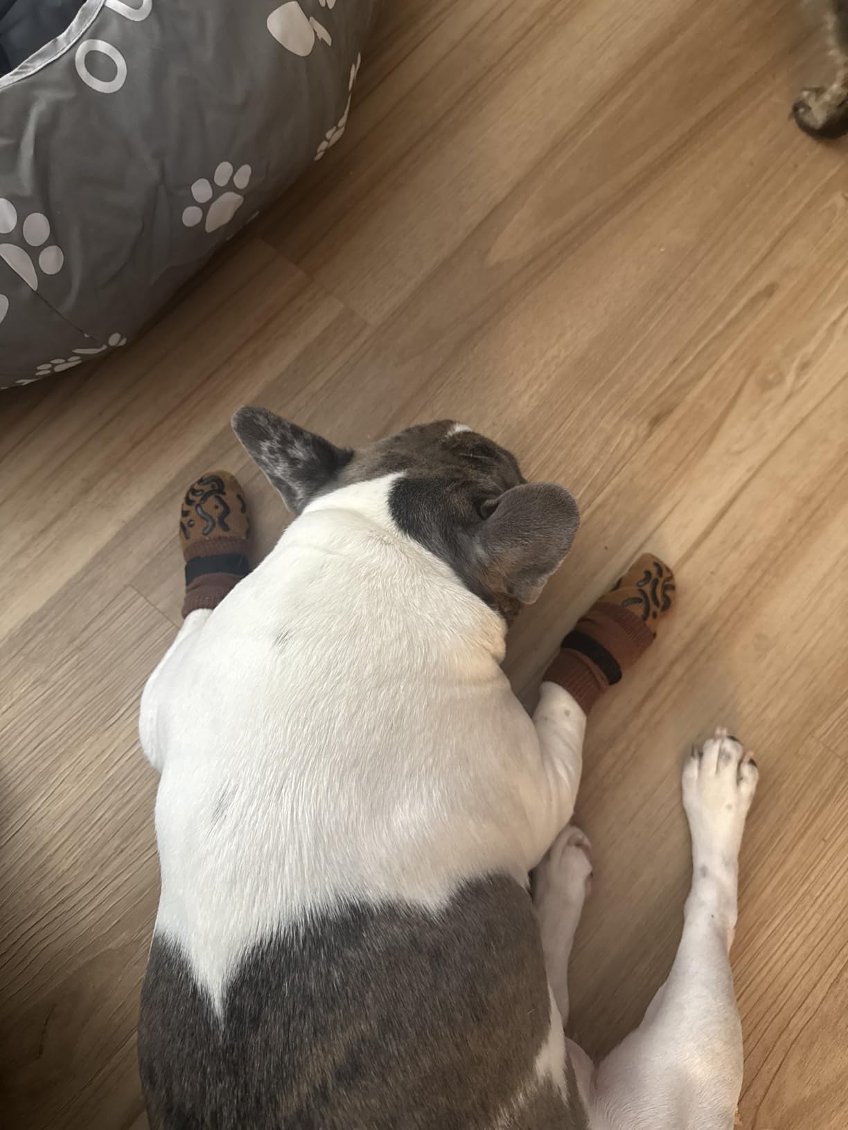 Double Sides Non-Slip Dog Socks to Prevent Licking Paws - Strong Traction for Paw Protector, Senior Dogs, Hardwood Floors, Dog Booties with Grippers - Size Large customer photo 1