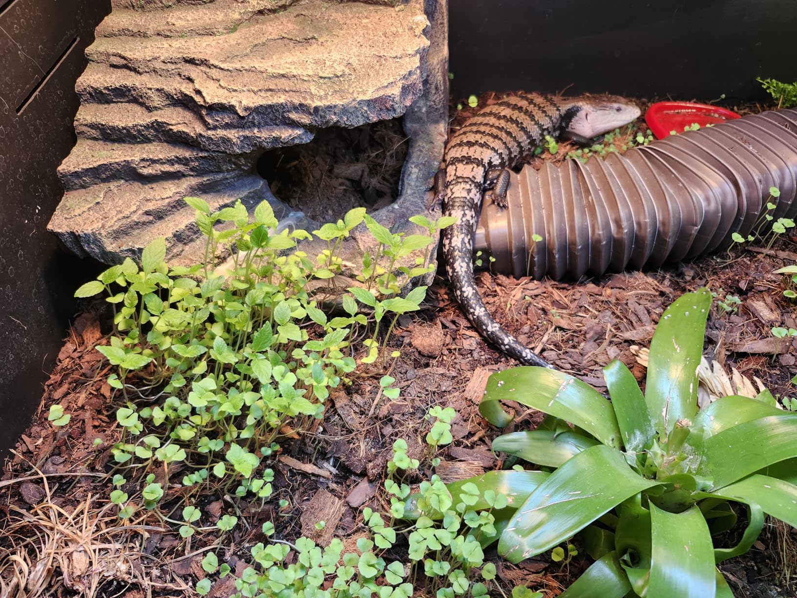 Reptile Misting System with Timer, 6 Adjustable-Joint Nozzles, Self-Priming Pump, Quiet Fine Mist for Chameleons, Geckos, Frogs & Terrariums customer photo 1