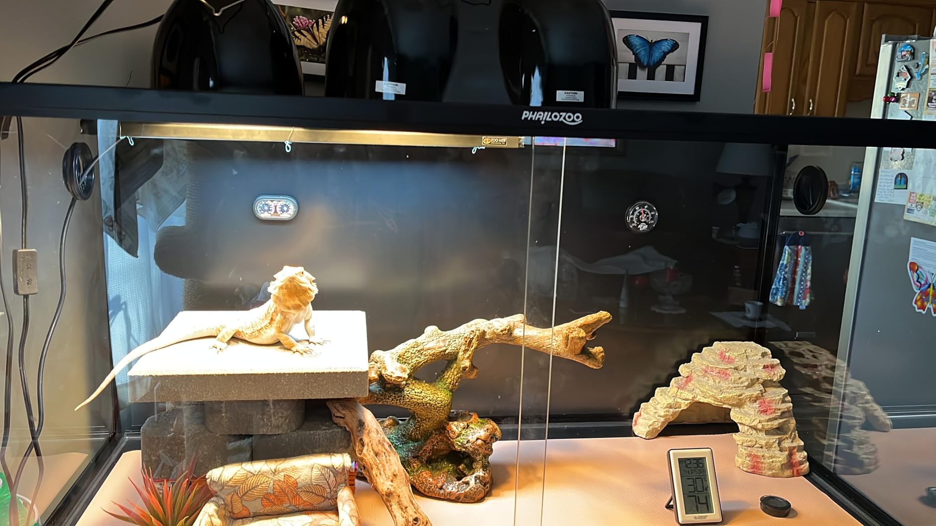 120 Gallon Bearded Dragon Tank,48