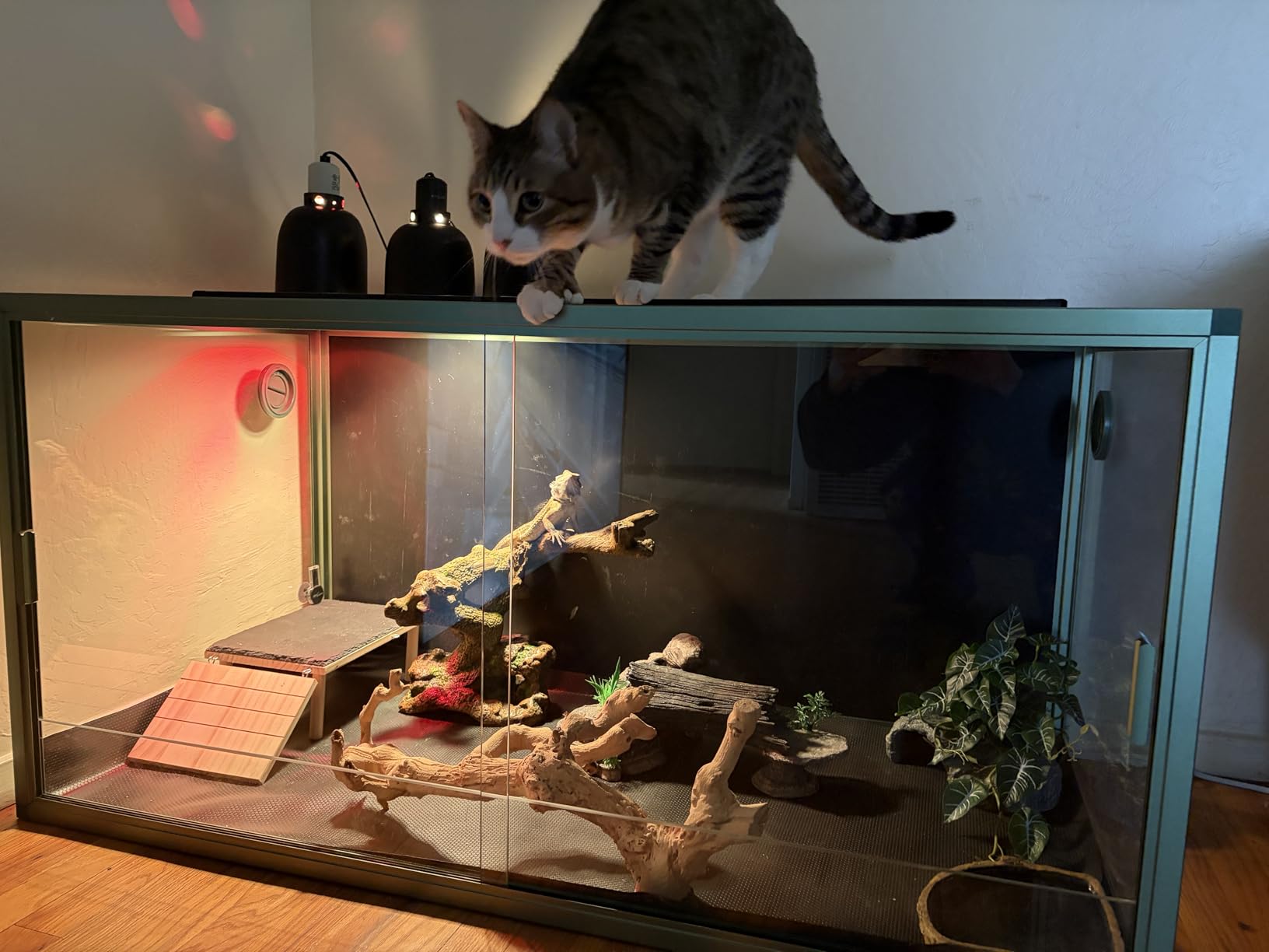 120 Gallon Bearded Dragon Tank,48