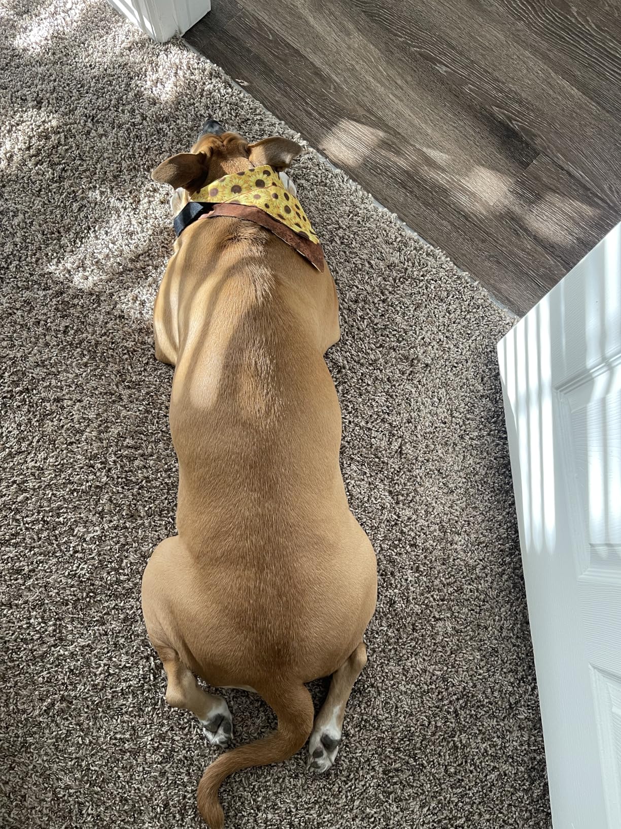 Soft Cotton Hemp Dog Collar with Metal Buckle Adjustable Tweed Dog Collars for Small Medium Large Dogs(Grey,Medium) customer photo 1