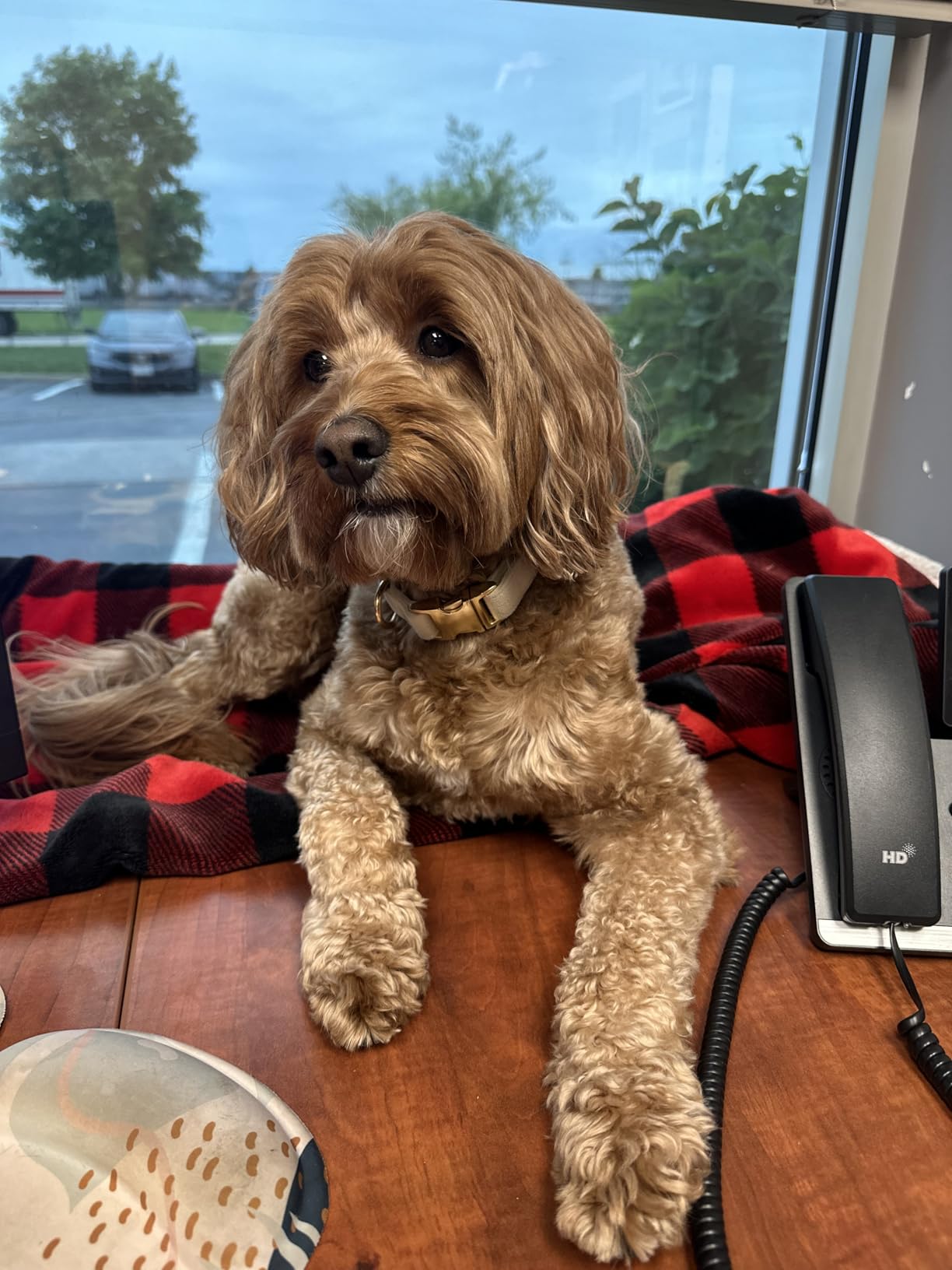 Soft Cotton Hemp Dog Collar with Metal Buckle Adjustable Tweed Dog Collars for Small Medium Large Dogs(Grey,Medium) customer photo 2