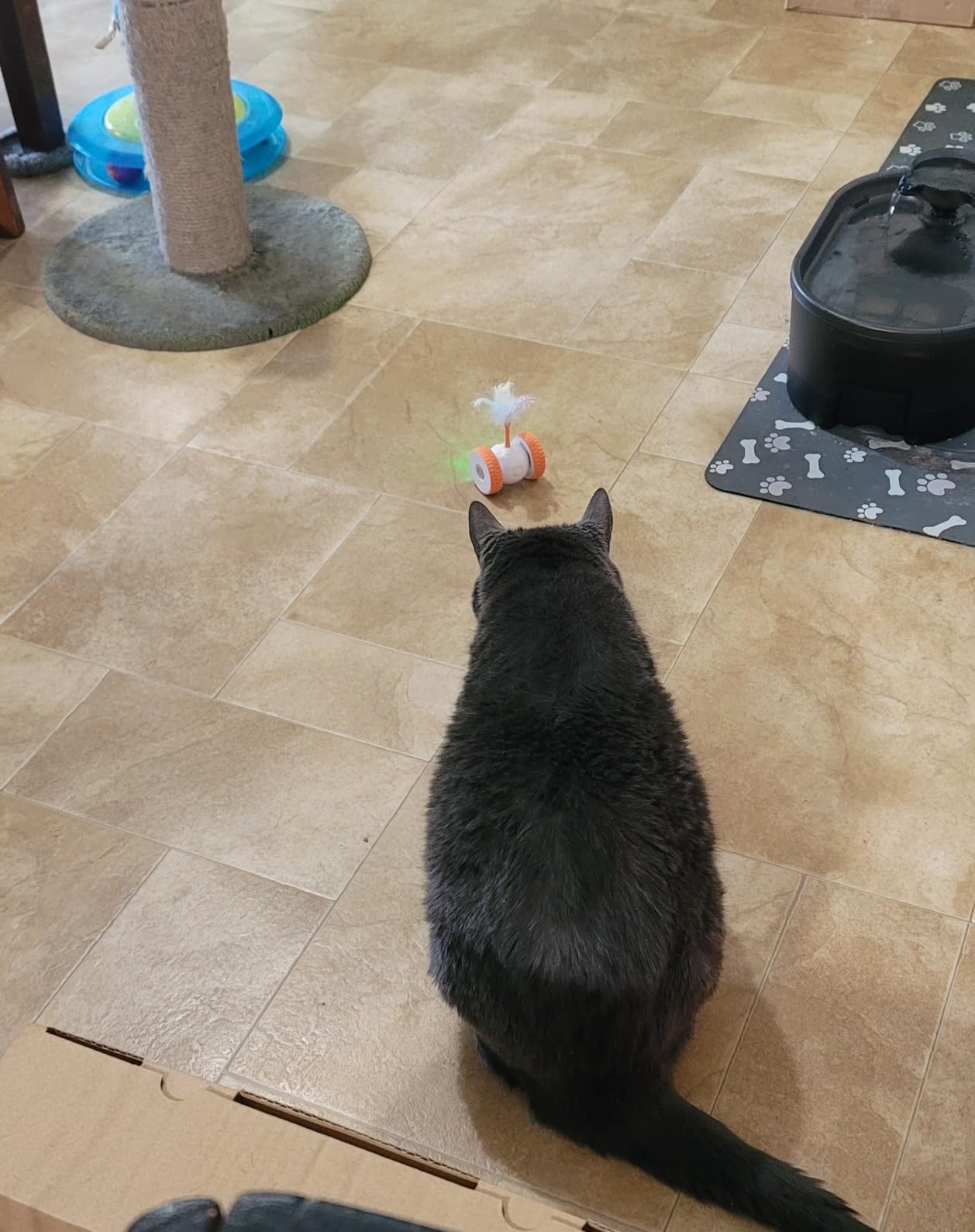 Cat Toys Cat Remote Control Toy, APP Bluetooth Connect Remote Control Cat Toys for Indoor Cats Electronic Automatic Moving Mouse Cat Toy with 6 Lights USB Rechargeable customer photo 1