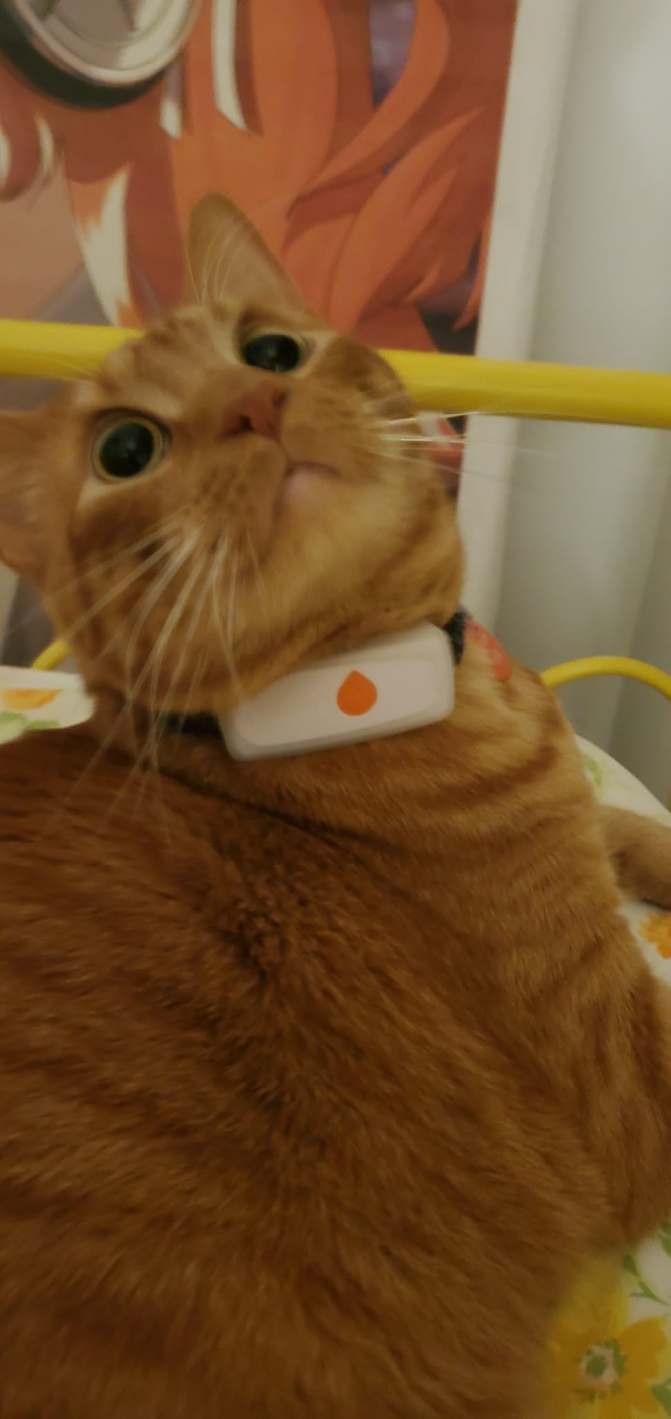 Weenect Cat XS - New GPS Tracker for Cats | Real-time Mini GPS Tracker for Cats | Smallest Model on The Market | Collar Included | Subscription Required customer photo 2