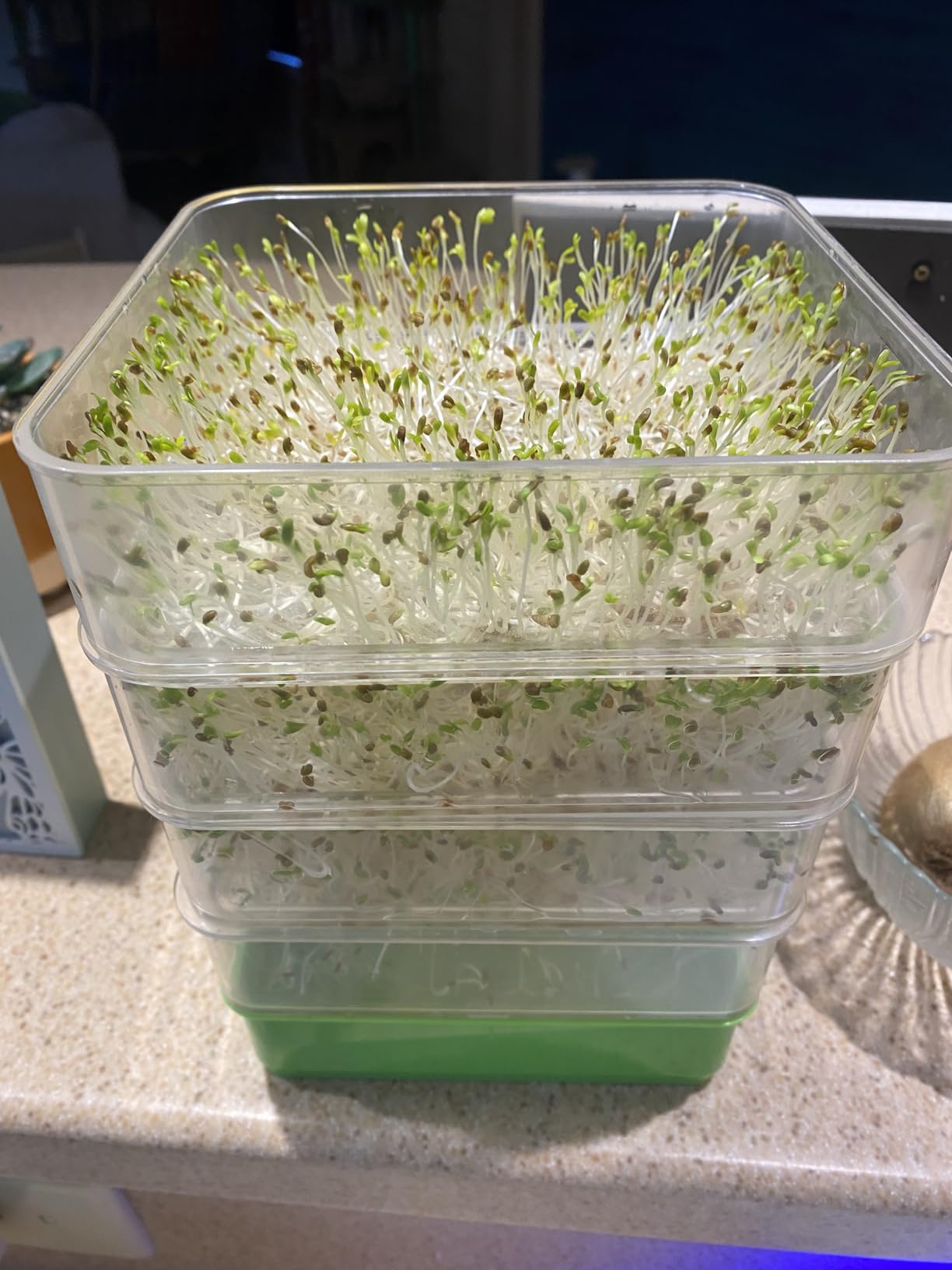 4-Tier Seed Sprouting Kit with Drain Holes and Drain Tray, Upgrade Stackable Microgreens Fresh Organic Bean Seed Sprouter Tray Ripple Soil-Free Sprouter Tray for Beans Alfalfa Seeds customer photo 1