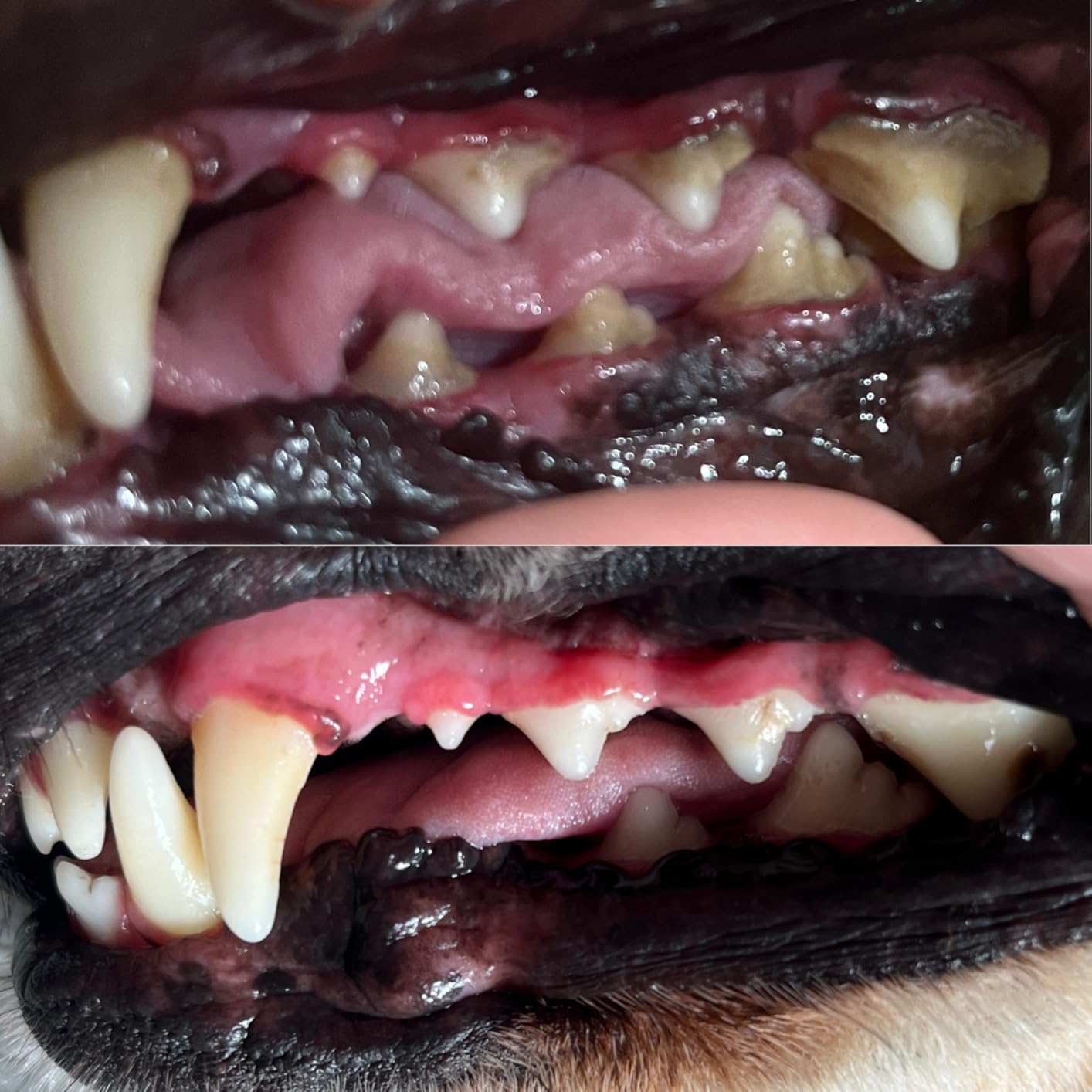 Dog Plaque Remover for Teeth,Pet Ultrasonic Tooth Cleaner,Teeth Cleaning Kit -Tartar Remover for Teeth Stains for Dogs and Cats (Blue) customer photo 1