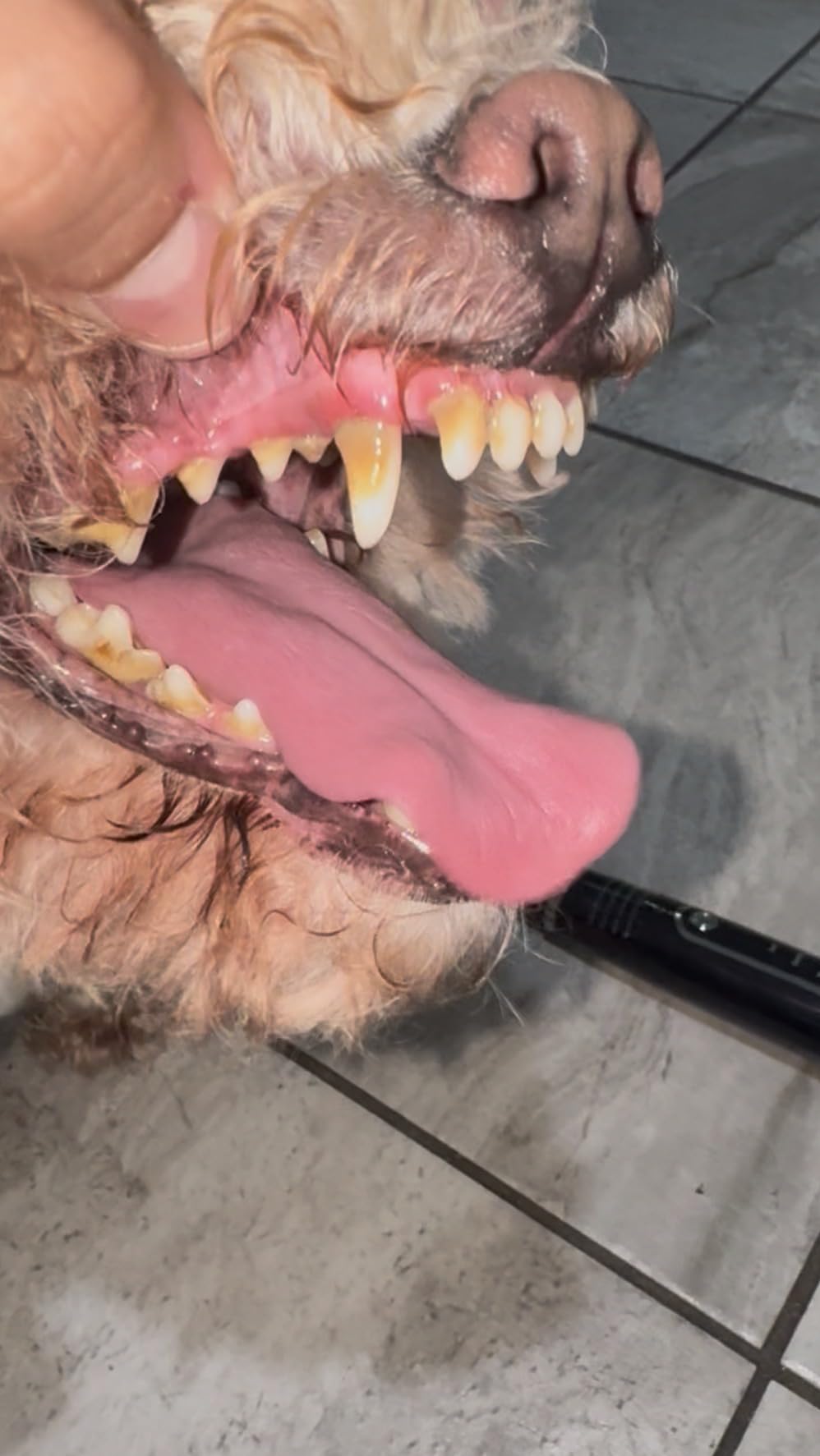 Dog Plaque Remover for Teeth,Pet Ultrasonic Tooth Cleaner,Teeth Cleaning Kit -Tartar Remover for Teeth Stains for Dogs and Cats (Blue) customer photo 2