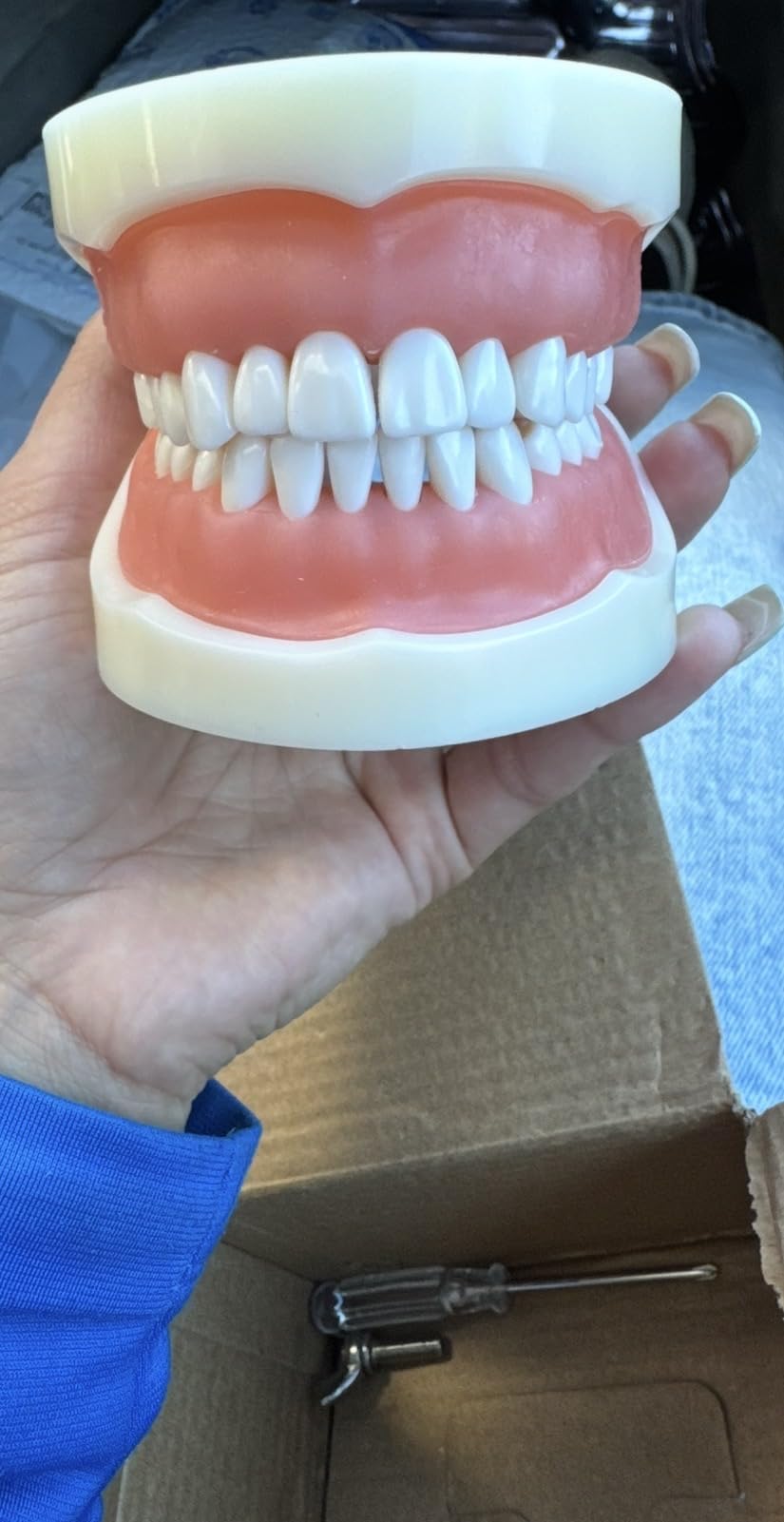 Dental Typodont Teeth Model, with 32 pcs Removable Teeth Compatible with Kilgore Nissin 200 Type for Teaching, Practice and Study customer photo 1