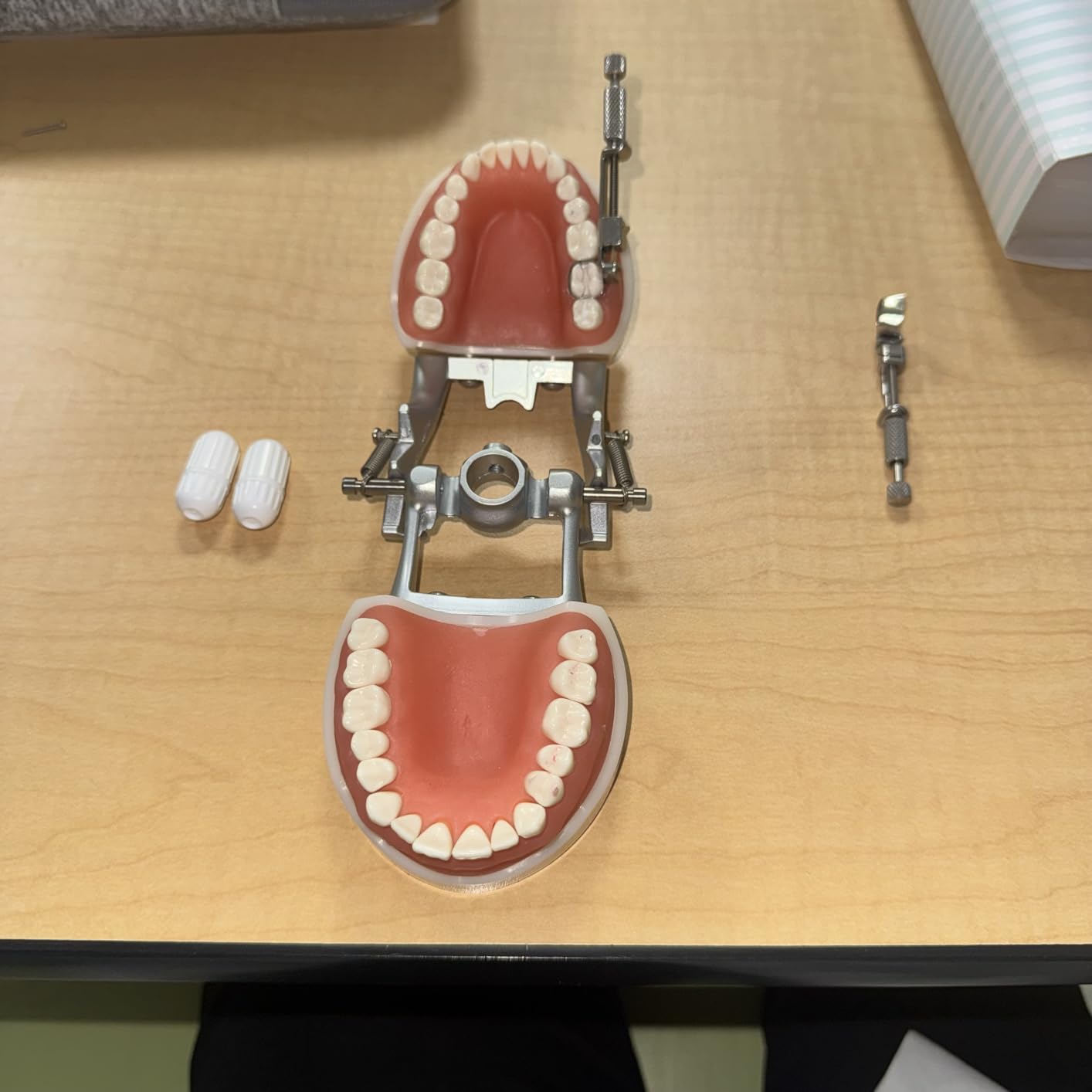 Dental Typodont Teeth Model, with 32 pcs Removable Teeth Compatible with Kilgore Nissin 200 Type for Teaching, Practice and Study customer photo 2