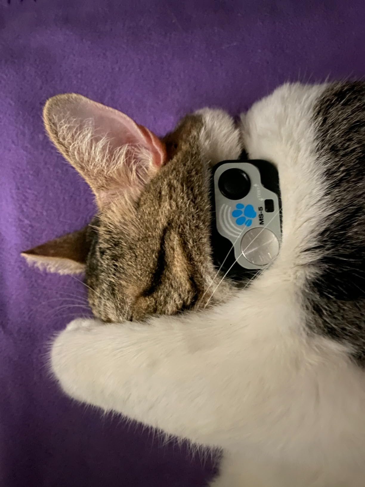 Power Pet Automatic Electronic Pet Door by High Tech Pet - Pet Operated Dog Door, High Security, Air Tight, for Large Dogs 30-100 lbs. (12 1/4