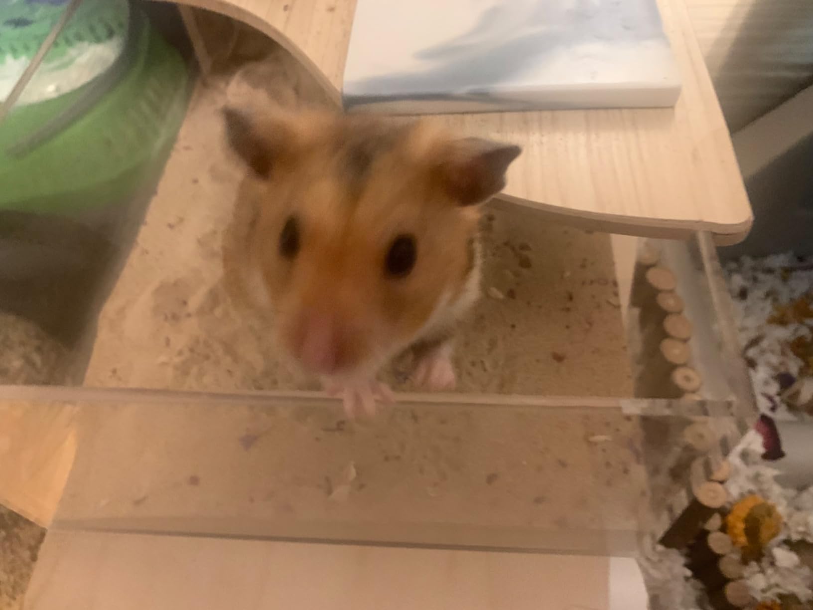 BUCATSTATE Hamster Sand, No-Dust 6.6LB Chinchilla Dust Bath with Pour Spout, 100% Natural Desert Bathing Sand for Syrian Hamster Gerbil Rat Mice Small Animals (Flower Smell) customer photo 1