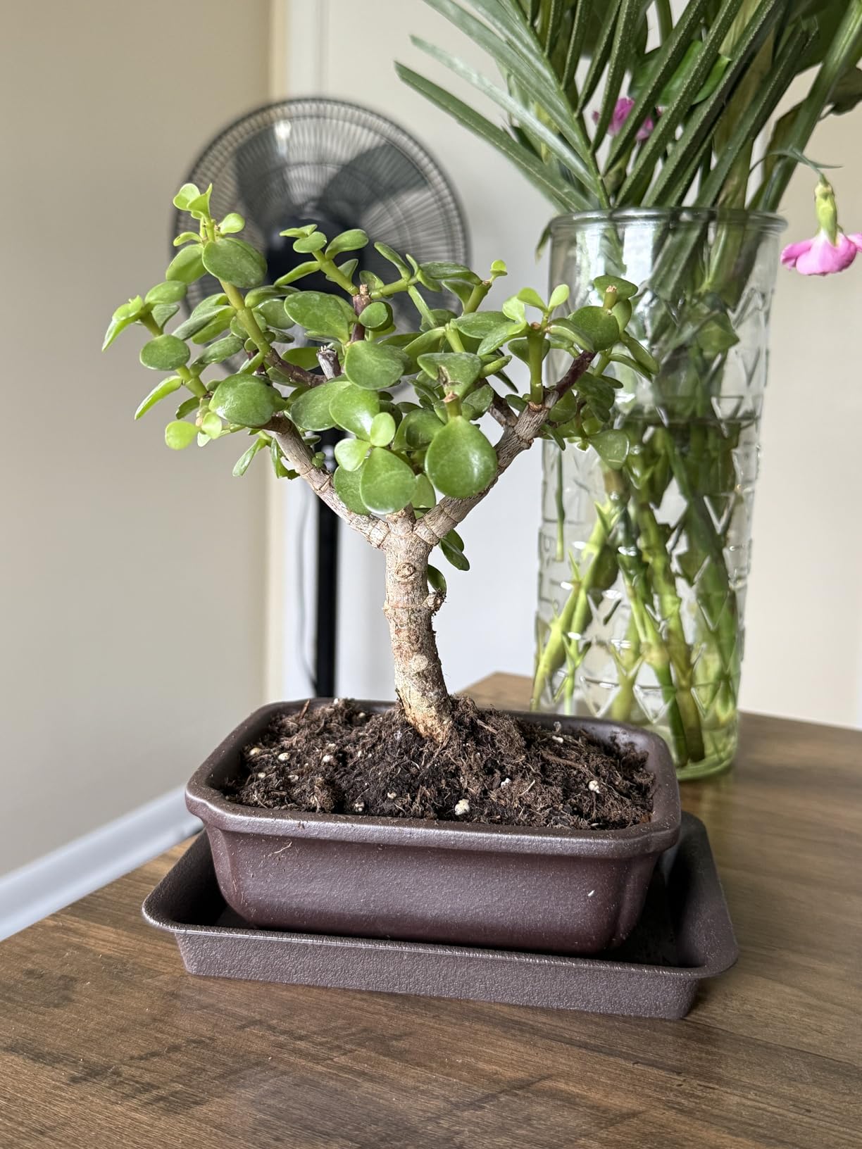 MUZHI 2PACK Unglazed 6 Ceramic Bonsai Pot with Humidity Trays, Breathable Handmade Rectangle Bonsai Starter Planter for Bonsai Tree, Juniper,Ficus, Money Tree customer photo 1