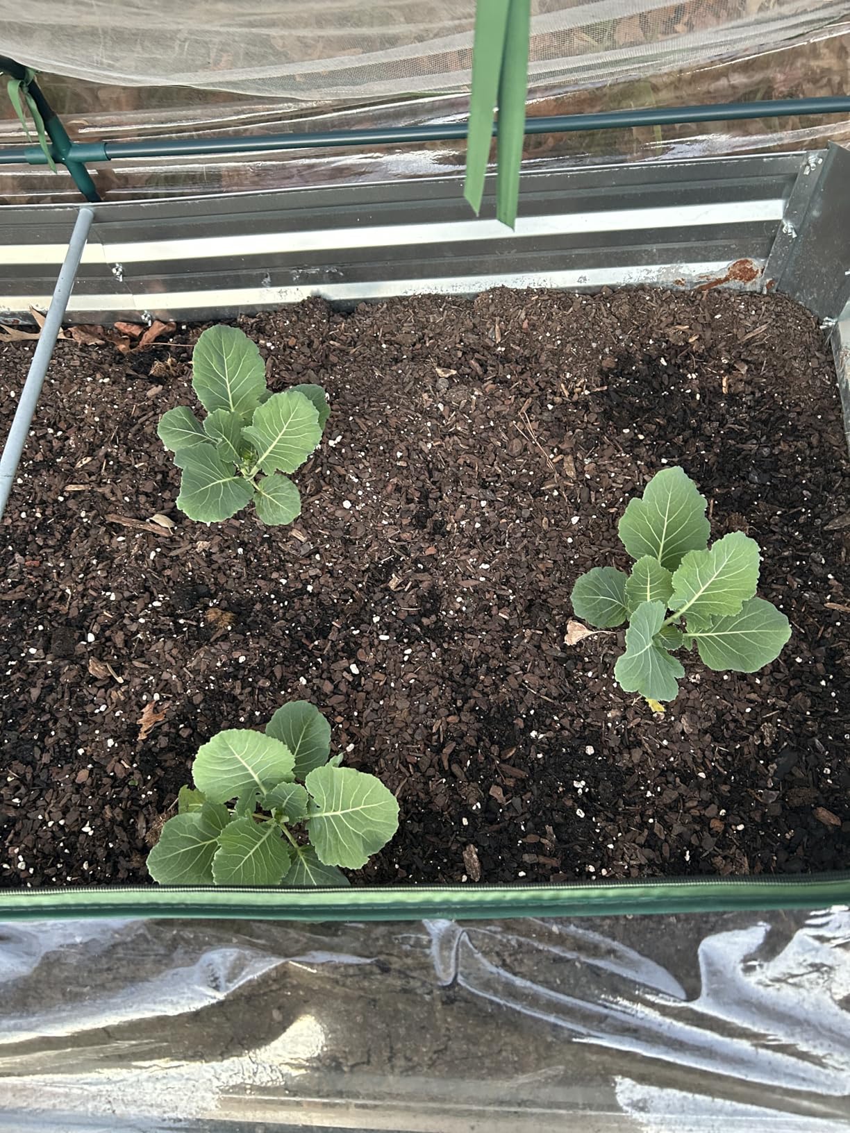 20,000+ Survival Seed Kit 5+ Year Supply. 30 Fruit & Vegetable Non-GMO Heirloom Seeds for Planting a Home Garden. Secure Emergency Weather-Proof Bucket customer photo 1