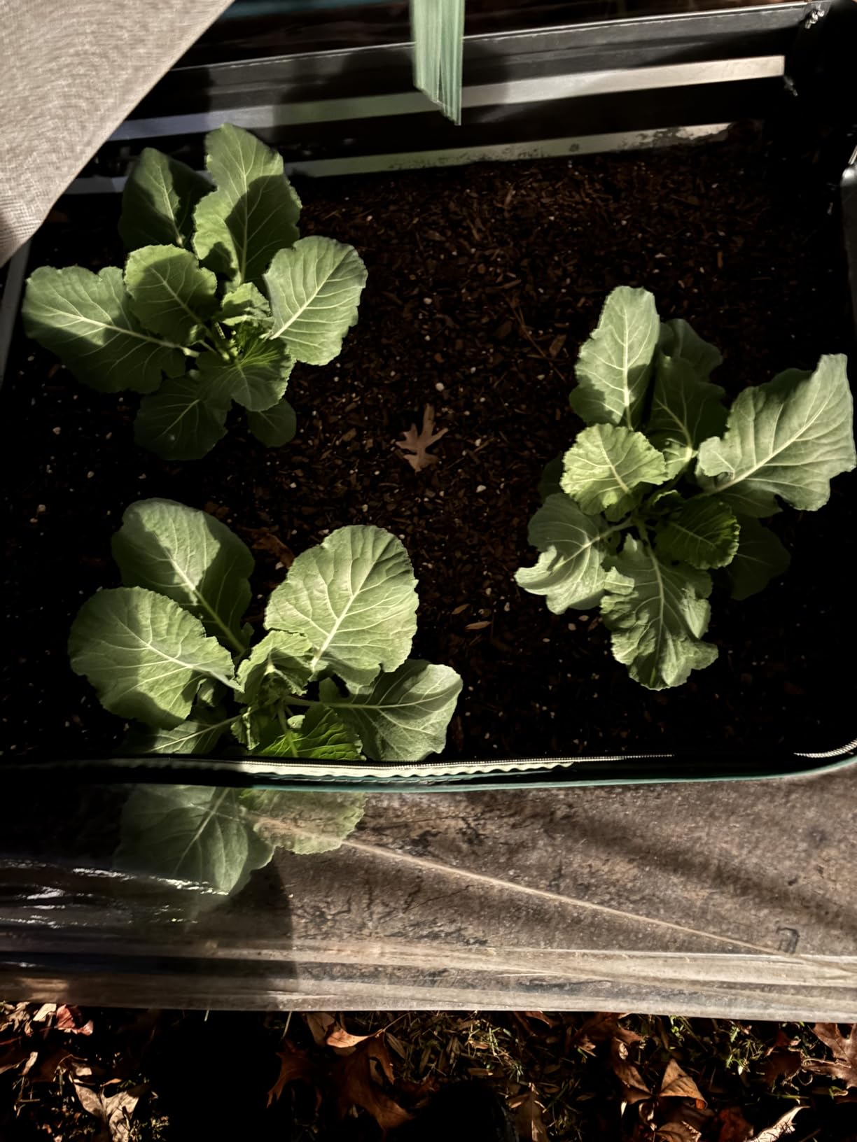 20,000+ Survival Seed Kit 5+ Year Supply. 30 Fruit & Vegetable Non-GMO Heirloom Seeds for Planting a Home Garden. Secure Emergency Weather-Proof Bucket customer photo 2