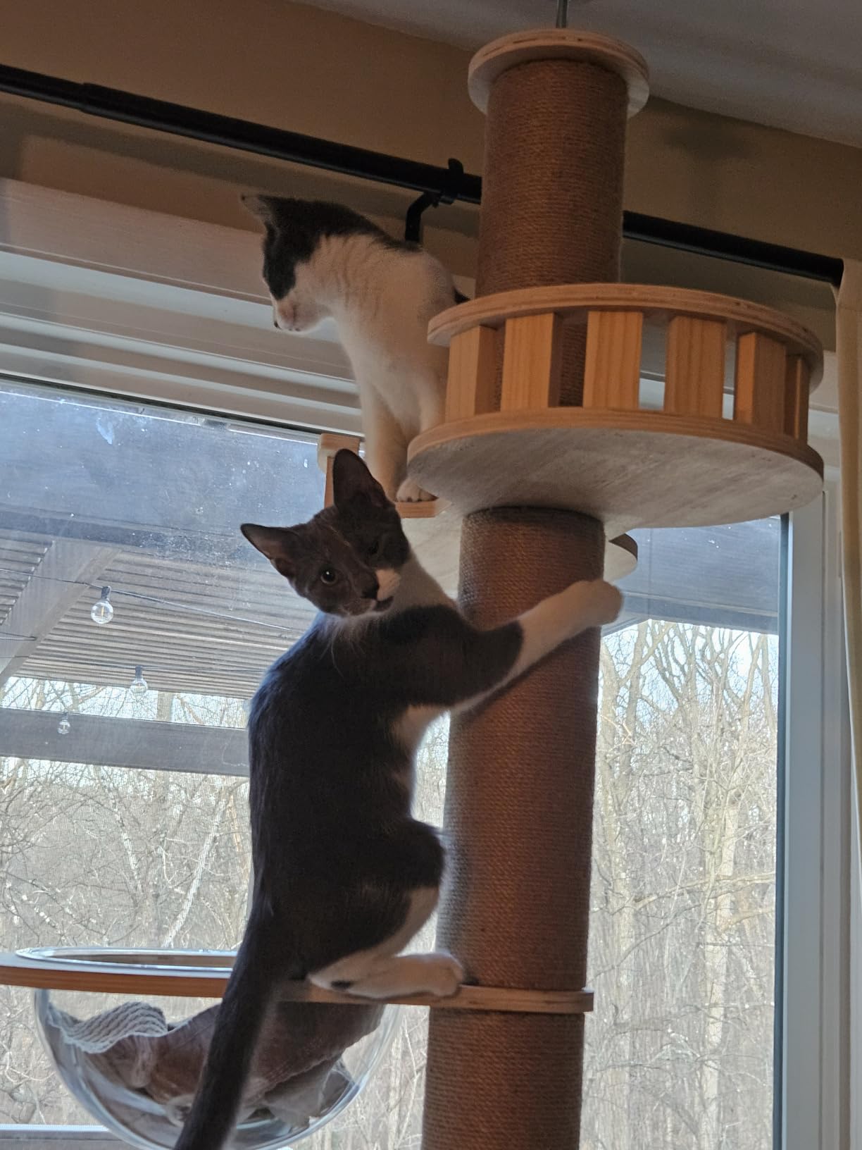 Veehoo Floor to Ceiling Cat Tree Height(106-123 Inch) Adjustable, Sturdy Tall Cat Tree with 4.3