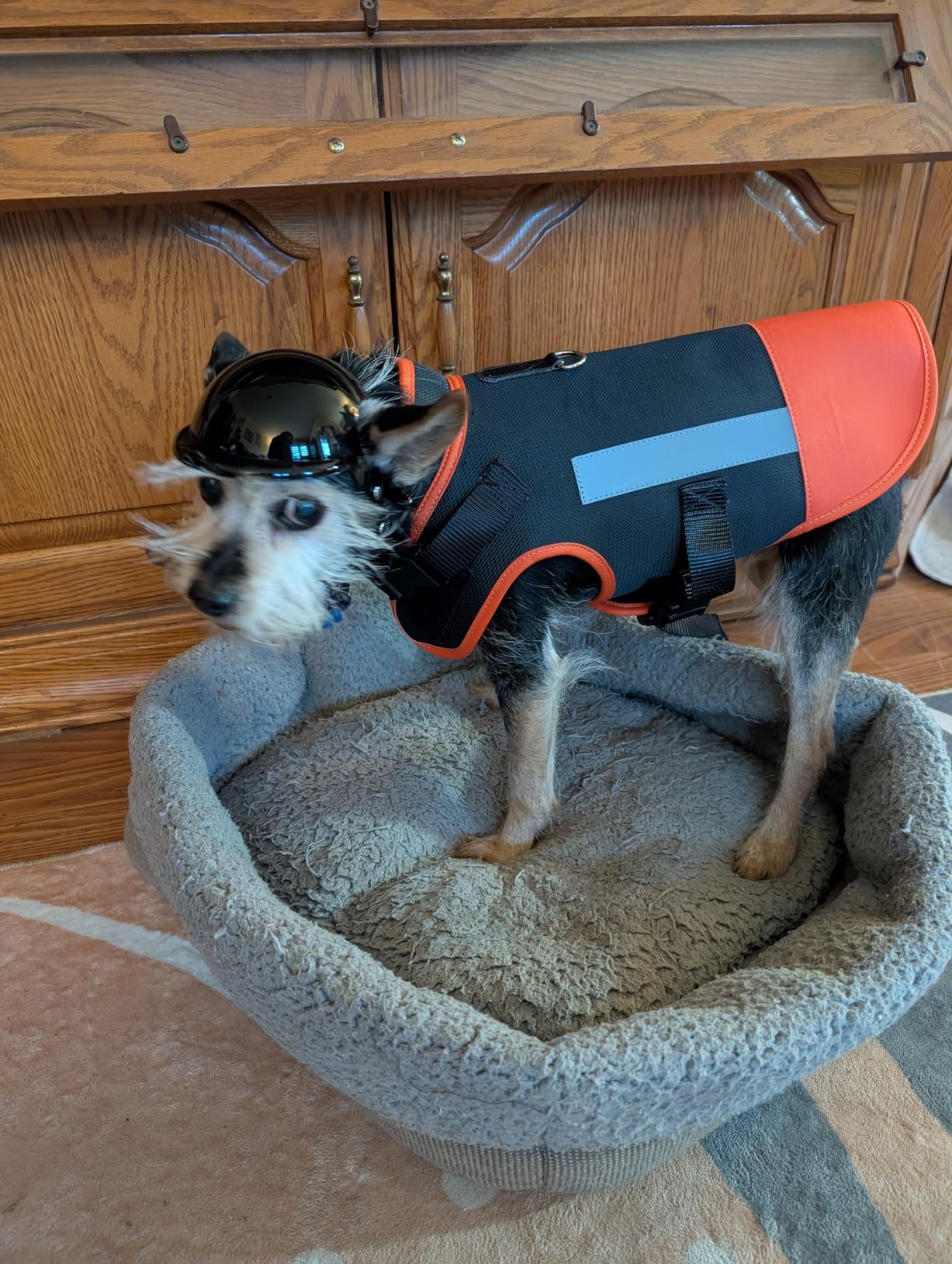 Protective Dog Harness Vest for Dogs - Shield Your Pet from Raptor and Animal Attacks - Adjustable, Choke Free, Waterproof, Reflective (XXS, Blue) customer photo 1