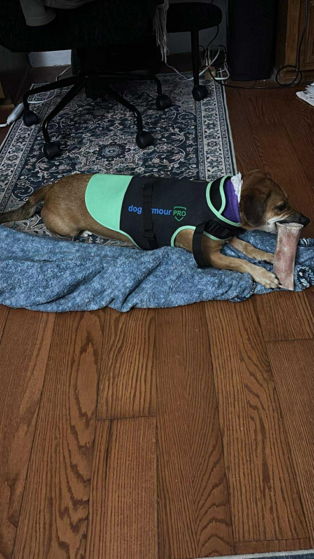 Protective Dog Harness Vest for Dogs - Shield Your Pet from Raptor and Animal Attacks - Adjustable, Choke Free, Waterproof, Reflective (XXS, Blue) customer photo 2