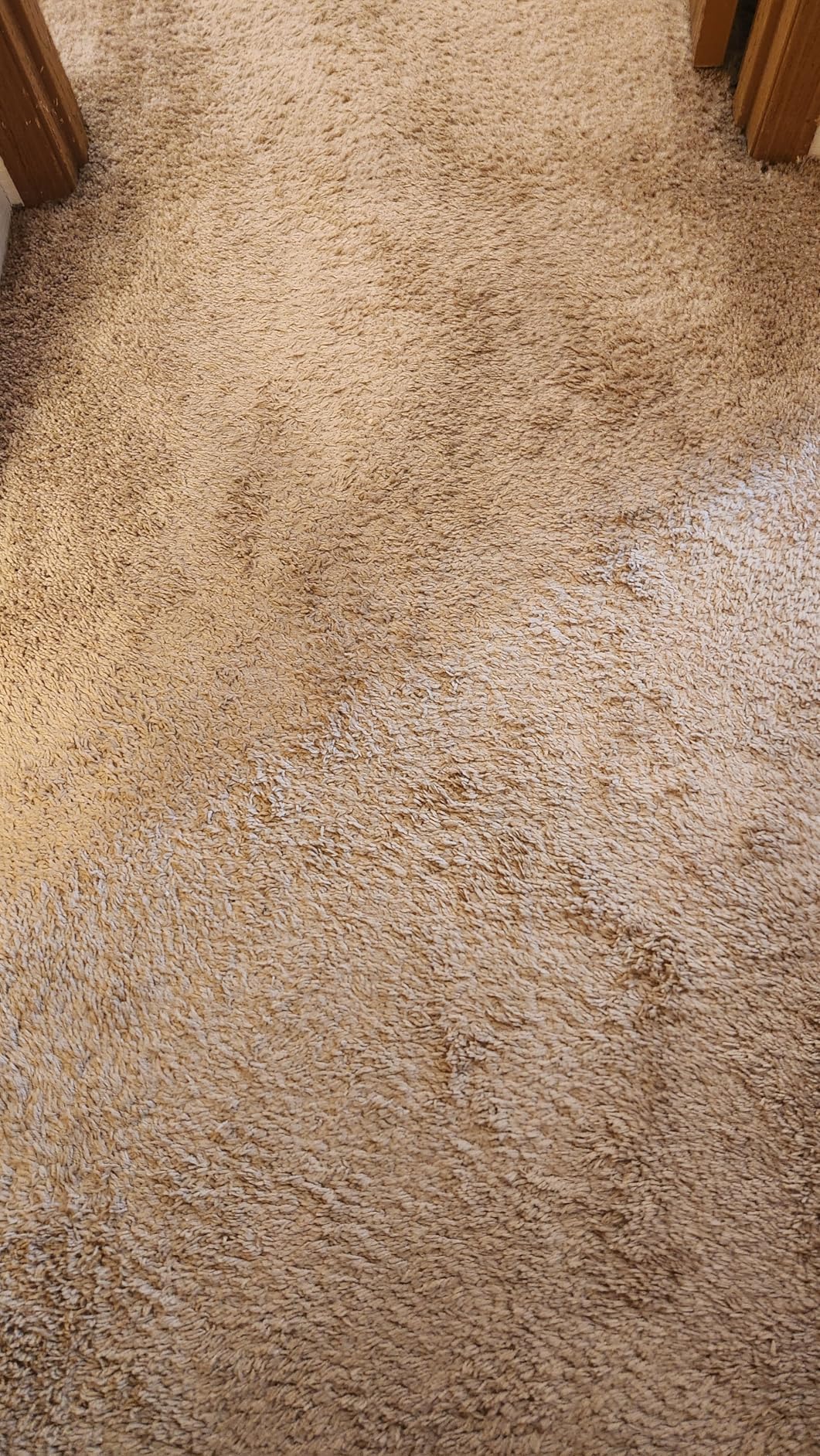 Shark CarpetXpert | Upright Carpet, Area Rug & Upholstery Cleaner | Carpet Shampooer with Handheld Spot & Stain Eliminator | 3 Cleaning Tools | Slate Green | EX151 customer photo 1