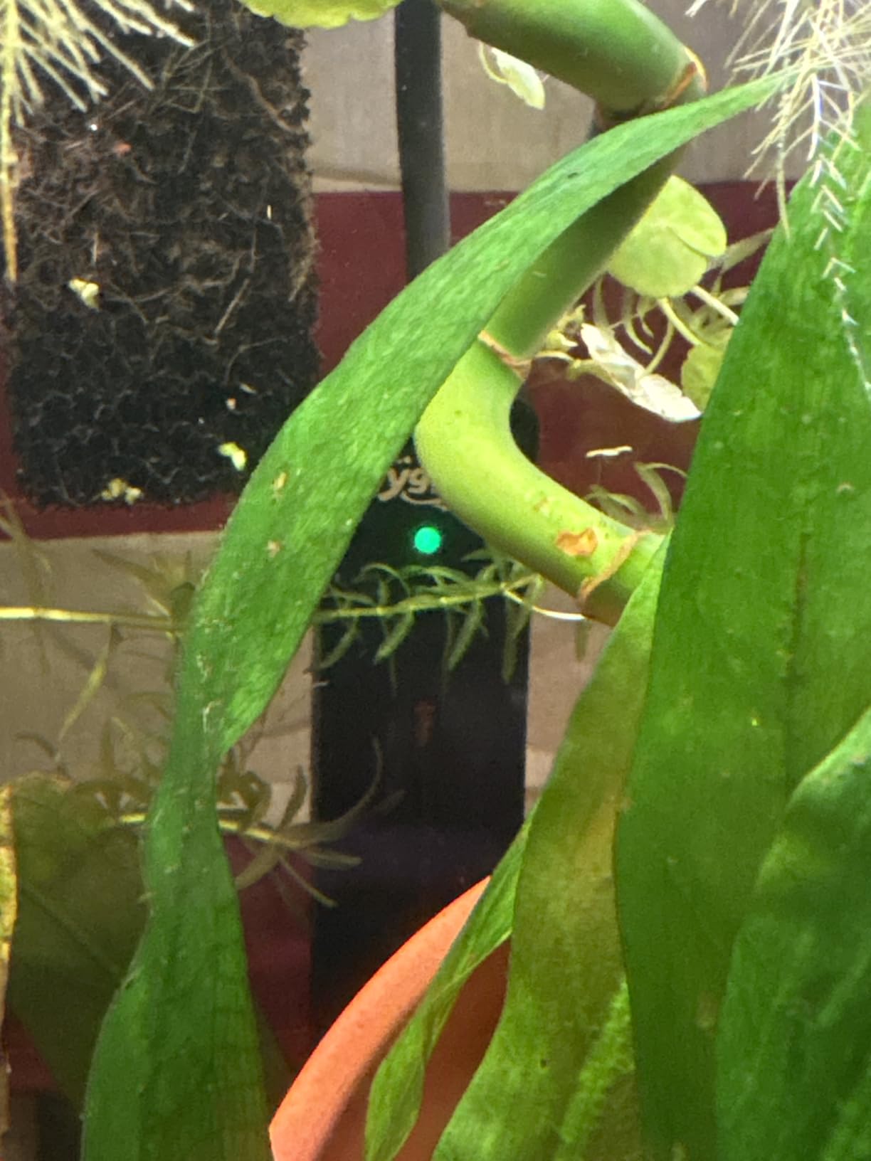 hygger Mini Fish Tank Submersible Heater 50W for 5-10 Gallons Small Betta Aquarium Heater with Digital Display Controller Adjustable Temperature customer photo 2