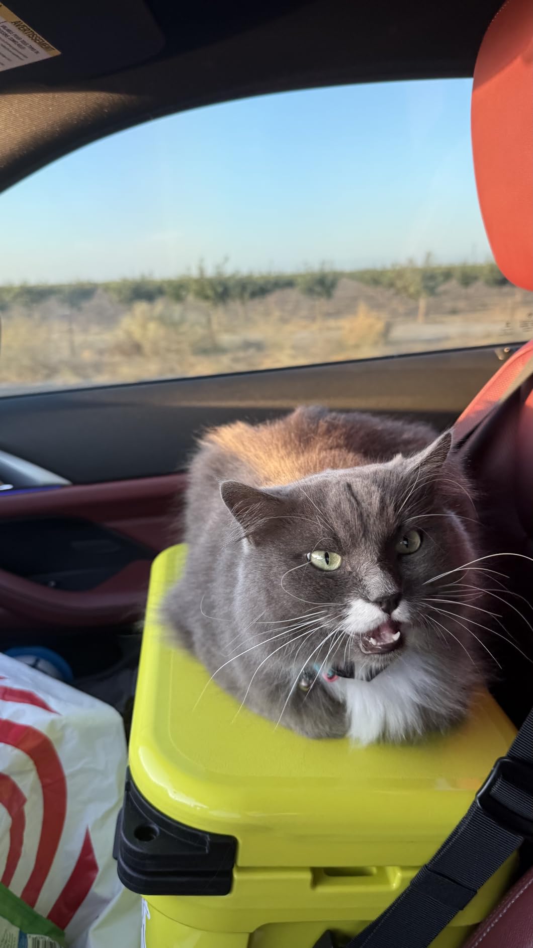 YETI Roadie 15 Hard Cooler with DoubleDuty Shoulder Strap customer photo 2