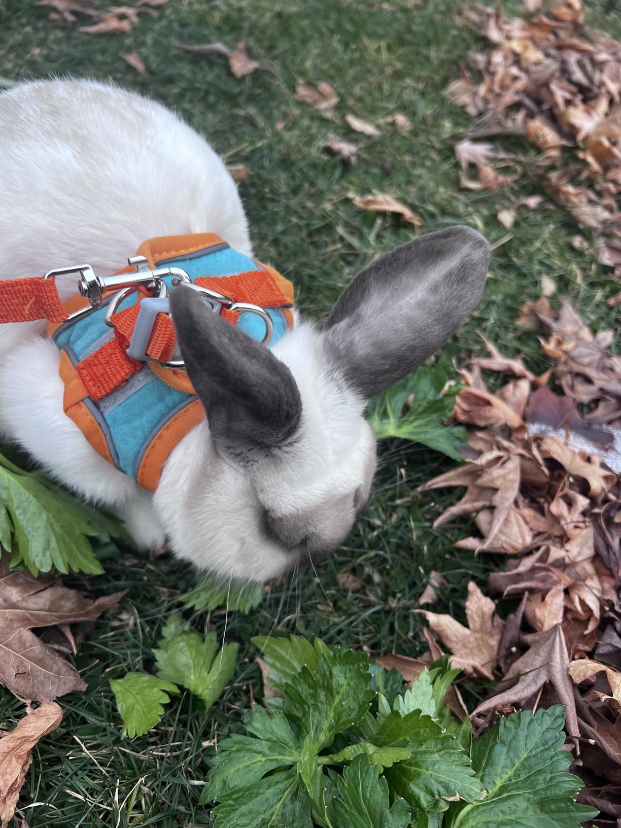 Adjustable Bunny Harness and Leash Set Double Buckle with Reflective Strips Rabbit Vest Pets Stuff customer photo 1