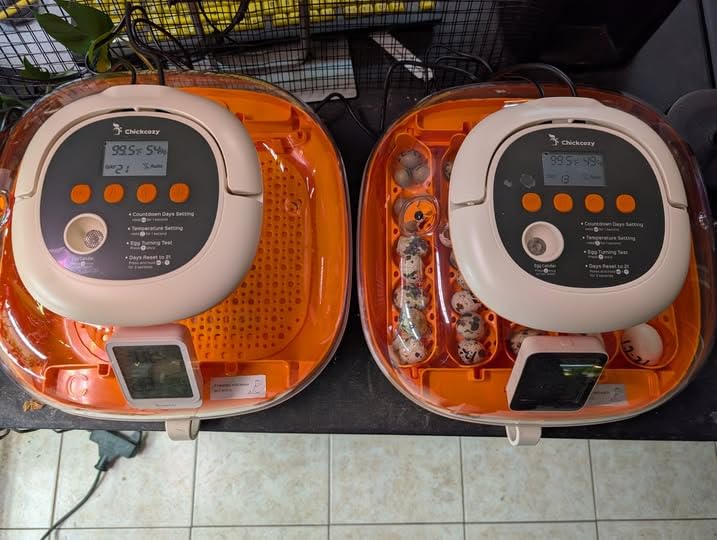 Chickcozy 25 Egg Incubator, Automatic Egg Turner with Thermometer Seat and Humidity Control, Egg Candler, 360° View with Clear Window customer photo 1