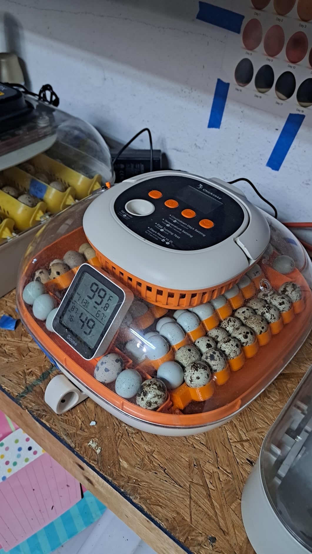 Chickcozy 25 Egg Incubator, Automatic Egg Turner with Thermometer Seat and Humidity Control, Egg Candler, 360° View with Clear Window customer photo 2