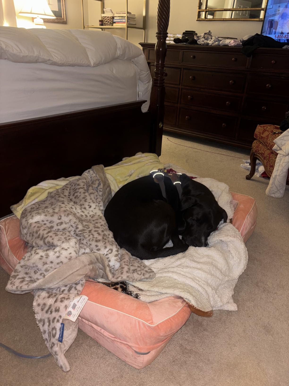 Extra Large Dog Bed, Orthopedic Dog Bed with Cooling Gel Memory Foam, Waterproof XL Pet Bed with Removable Washable Cover, 42 inch Pet Sofa Couch Dutch Velvet with Bone Toy, Light Gray customer photo 2