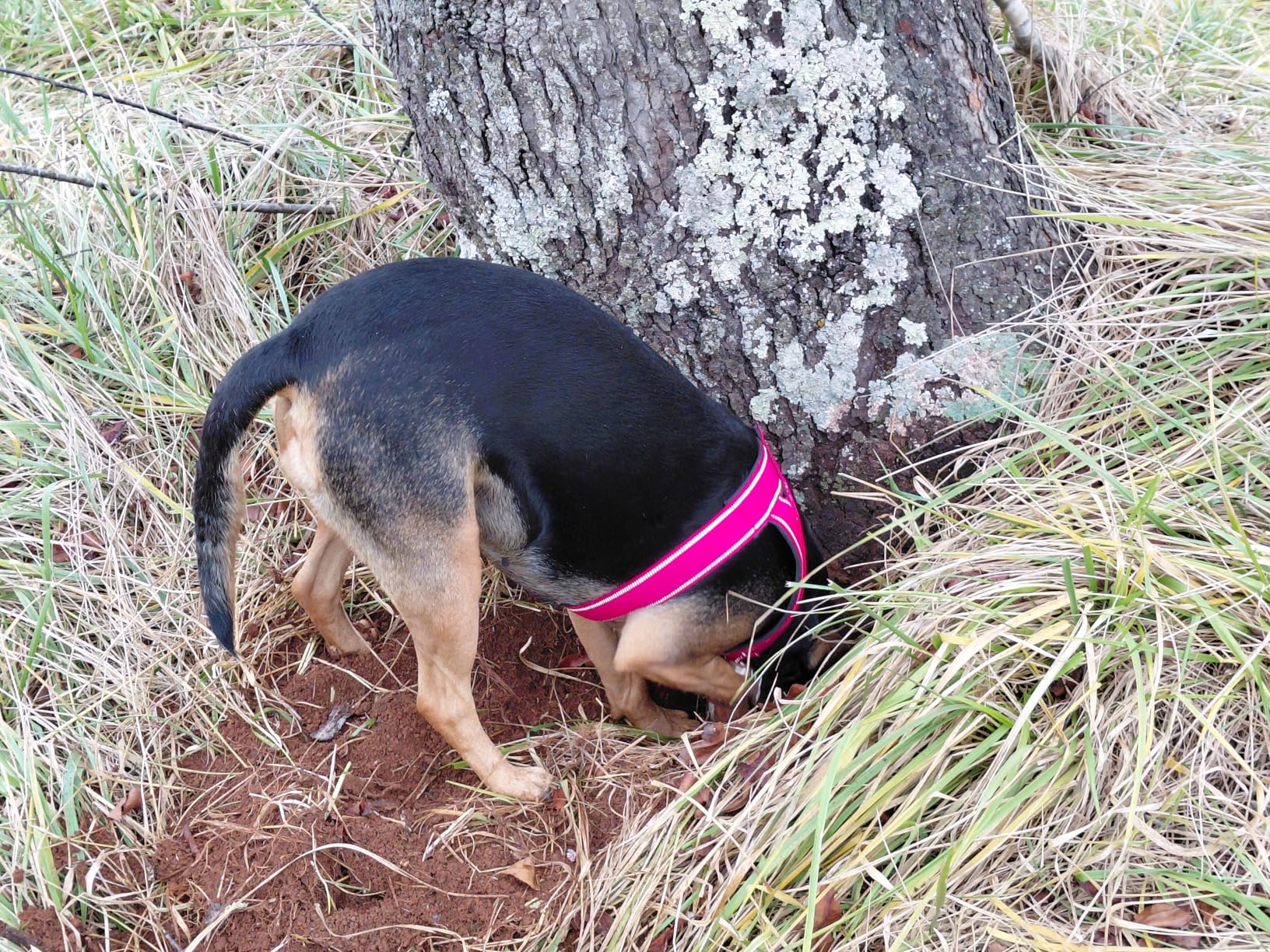 Tractive Smart Dog GPS Tracker | Live Pet Tracker with Virtual Fence | Vital Signs Monitoring of Heart & Respiratory Rate | Bark Monitoring | Dog Collar Attachment (Black) customer photo 1