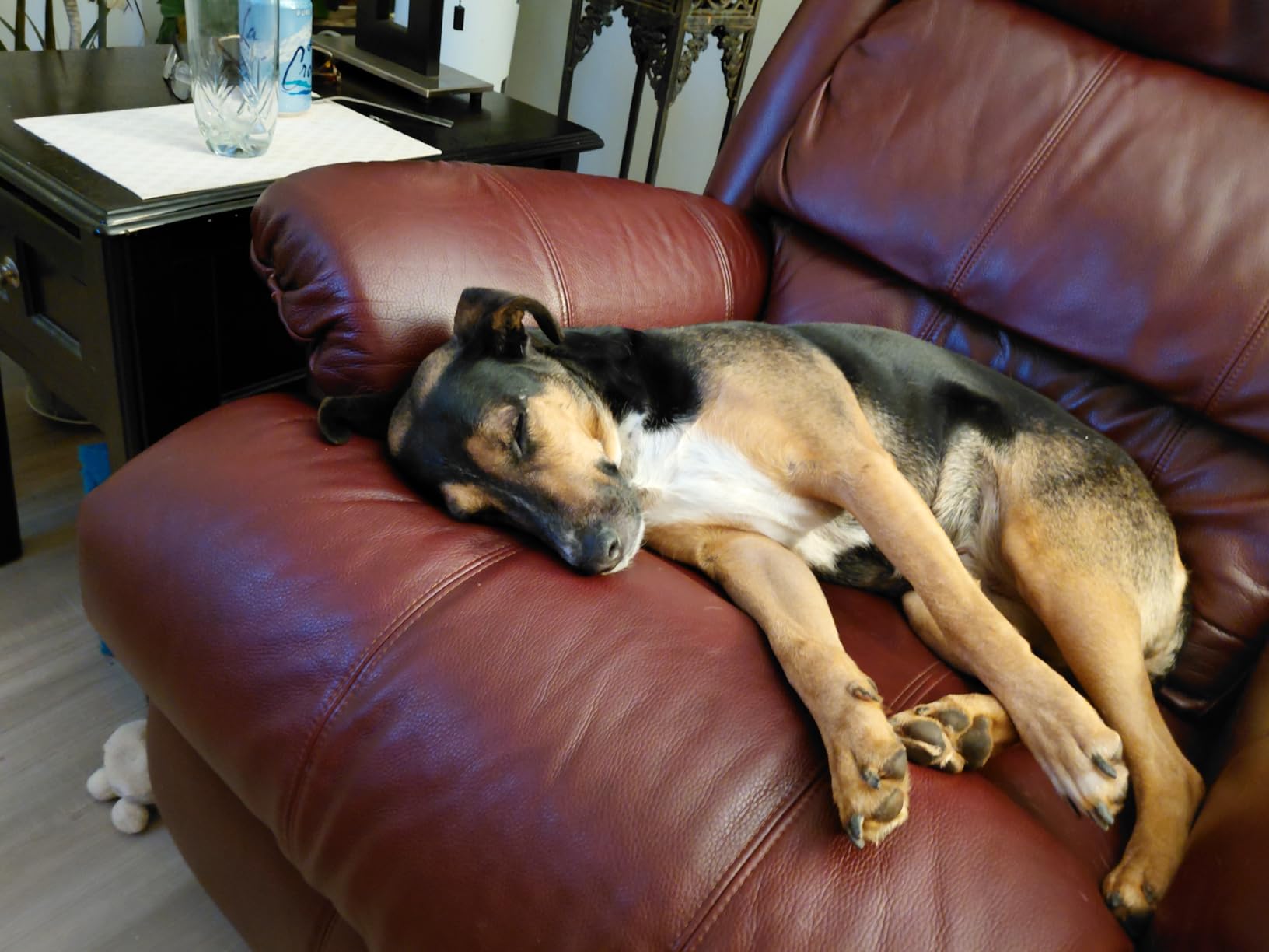 Tractive Smart Dog GPS Tracker | Live Pet Tracker with Virtual Fence | Vital Signs Monitoring of Heart & Respiratory Rate | Bark Monitoring | Dog Collar Attachment (Black) customer photo 2