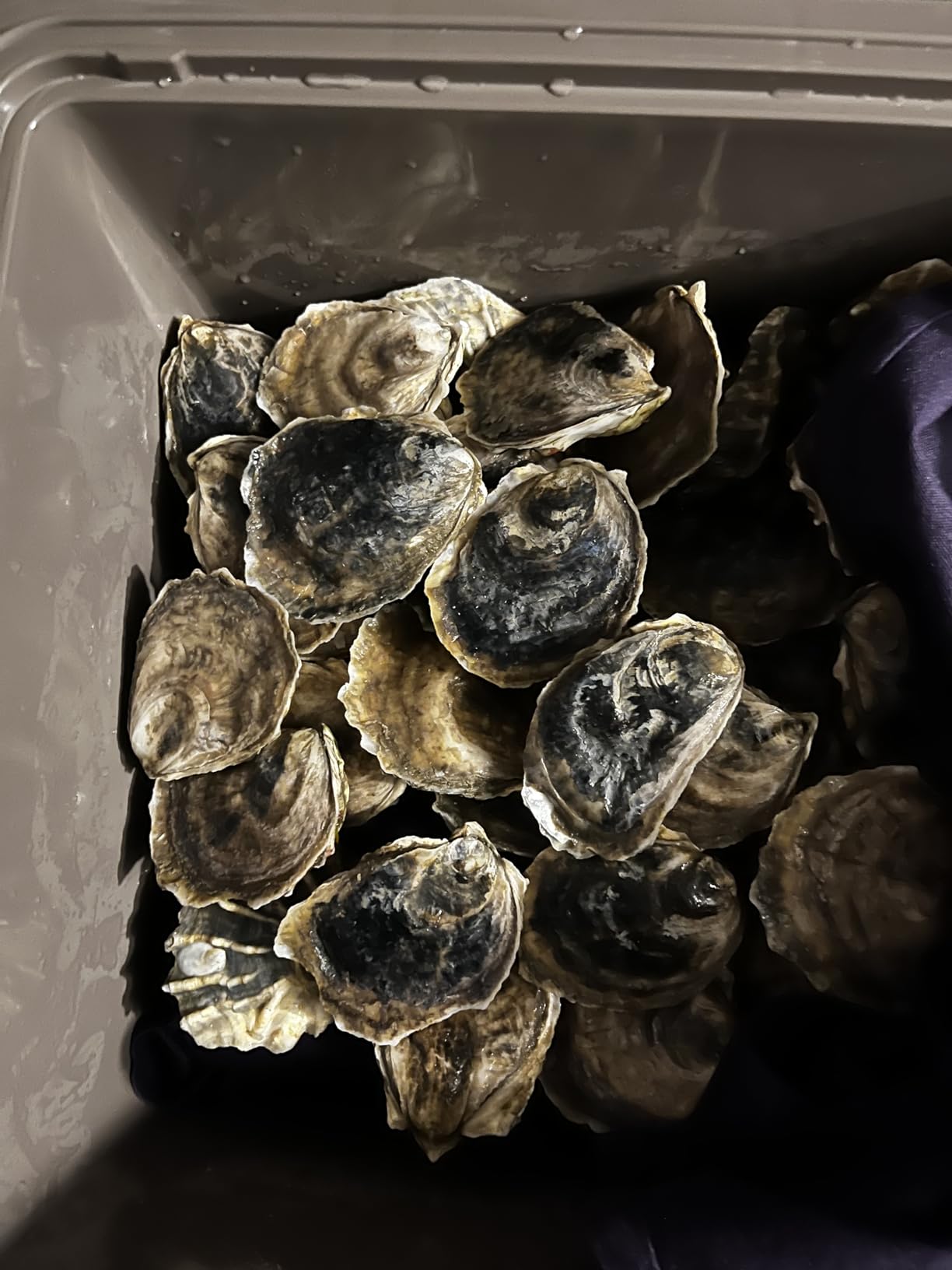 Engel UC30 30qt Leak-Proof, Air Tight, Drybox Cooler and Hard Shell Lunchbox customer photo 1