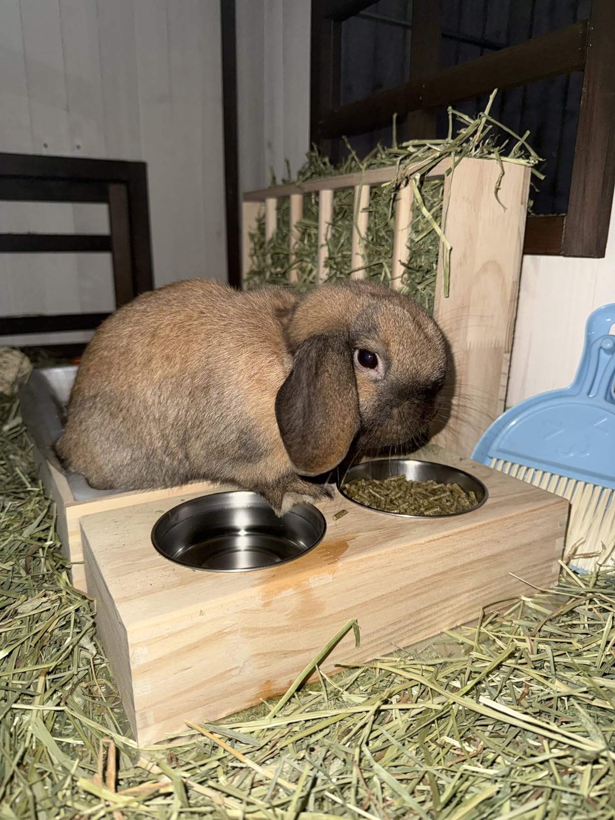 3 in 1 Rabbit Hay Feeder with Litter Box,Wooden Hay Feeder with 2 Bowls & Litter Box for Guinea Pig Chinchilla Bunny Other Small Animals,Large Capacity & Preventing Waste customer photo 1