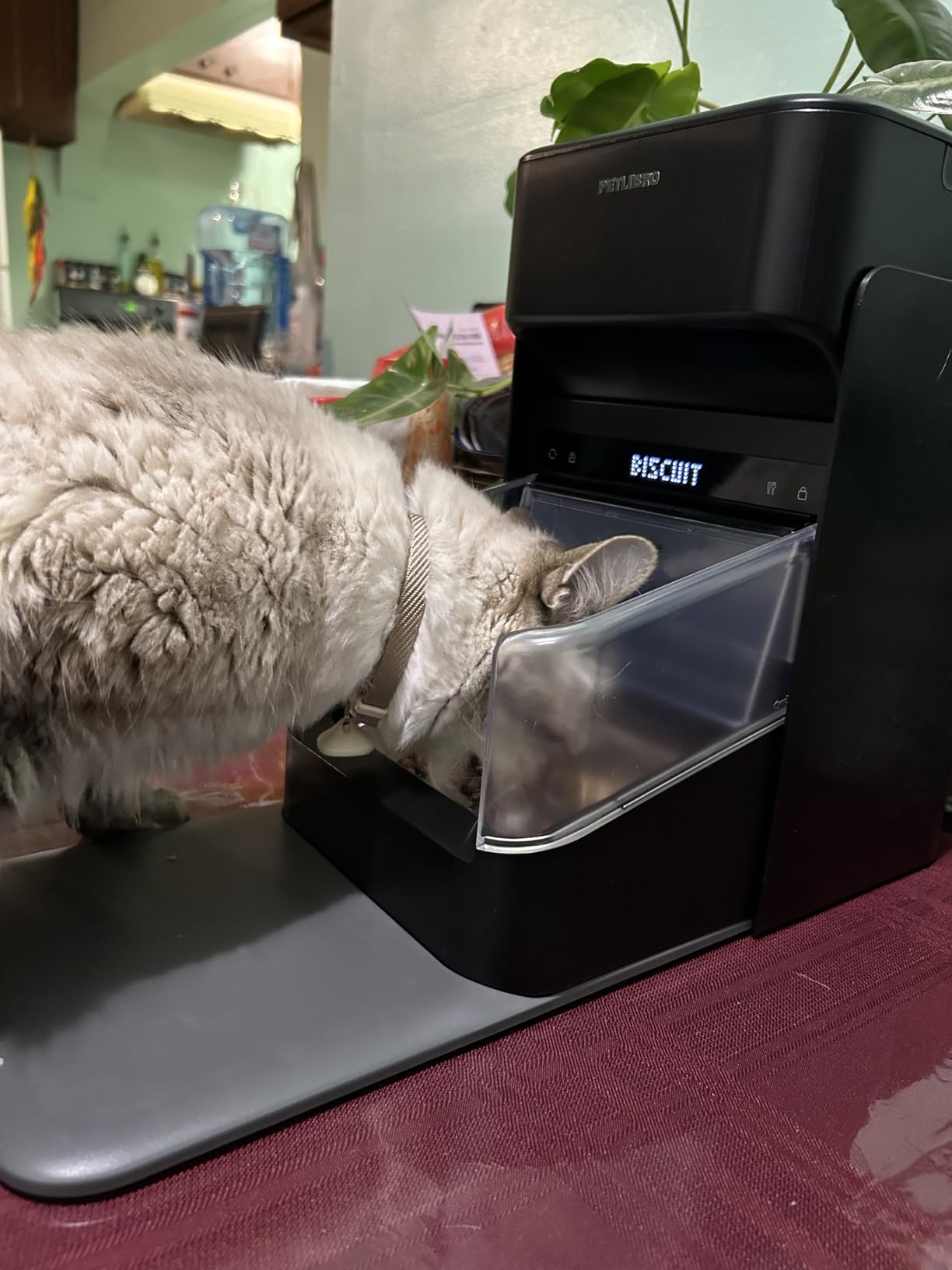 PETLIBRO RFID Multiple Cats Feeder 2 Packs, Tag Activated Exclusive Meals, 5G&2.4G Wi-Fi Auto Food Dispenser for Pets with Different Diets and Stop Food Stealing customer photo 2