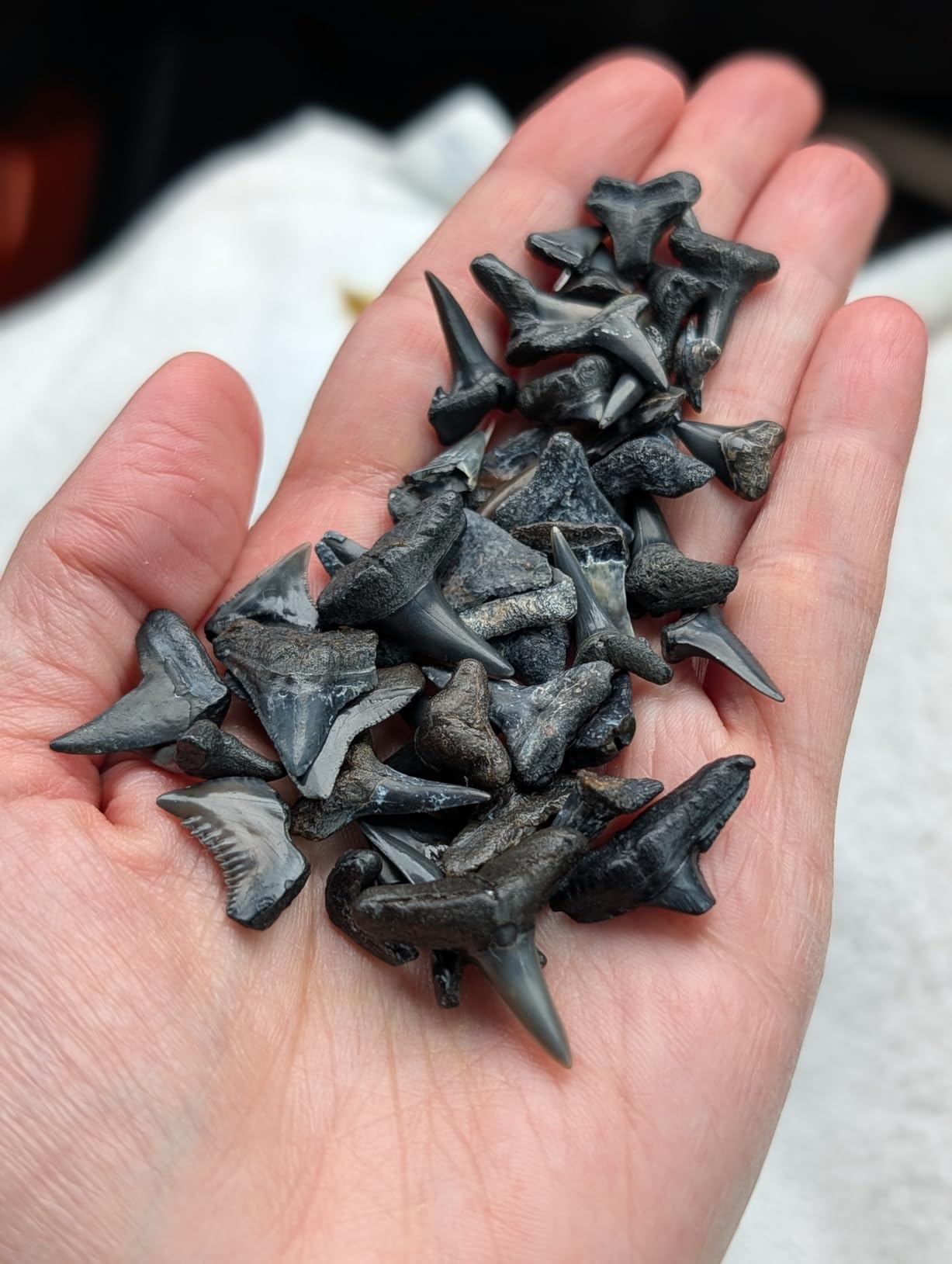 Sand Scoop for Metal Detecting, Metal Detector Accessories, Stainless Steel Sand Sifter Shovel, Metal Detector Sand Scoop, Sand Flea Rake for Beach, Fast Sifter Shovel for Underwater Treasure Hunting customer photo 1