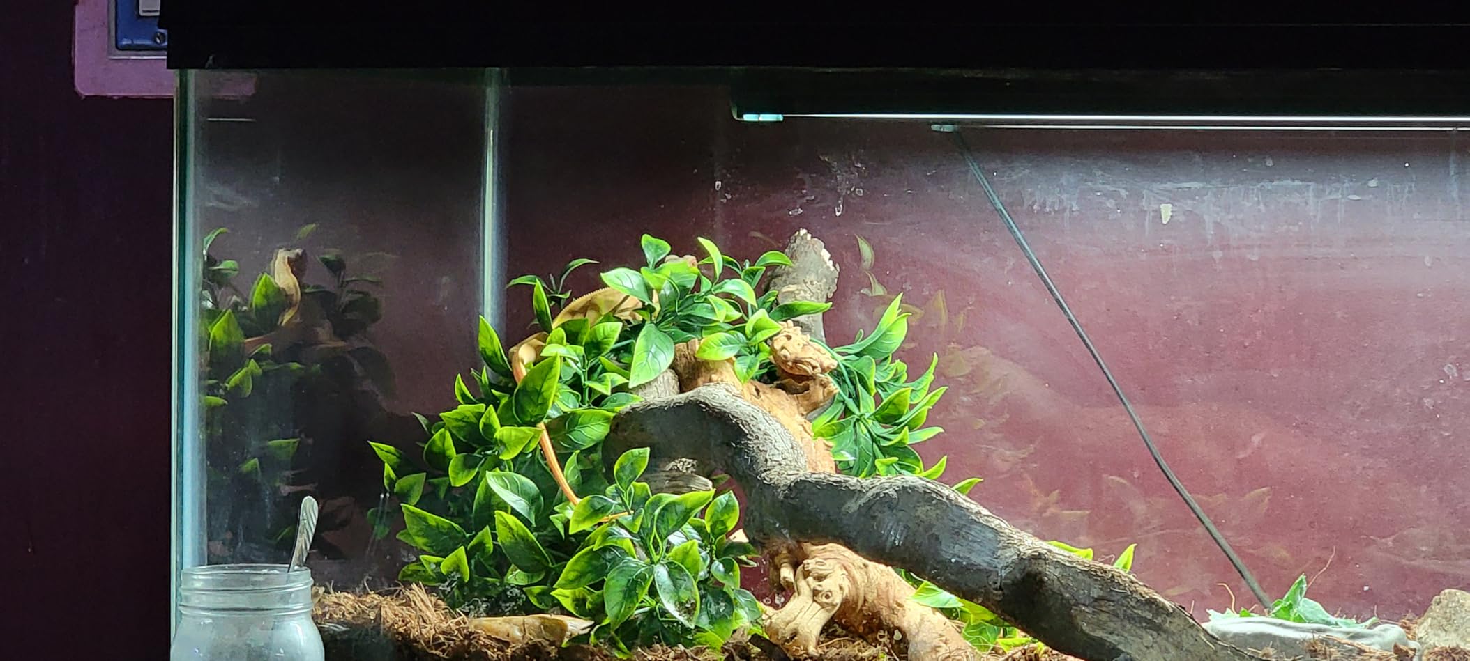 T5 Reptile Light Fixture Combo Kit 8W Light Fixture Reptile Terrarium Hood 10.0 UVB Light Bulb Fluorescent Tube Ideal for Tropical and Deserts Such as Bearded Dragon Lizards and Tortoises customer photo 1