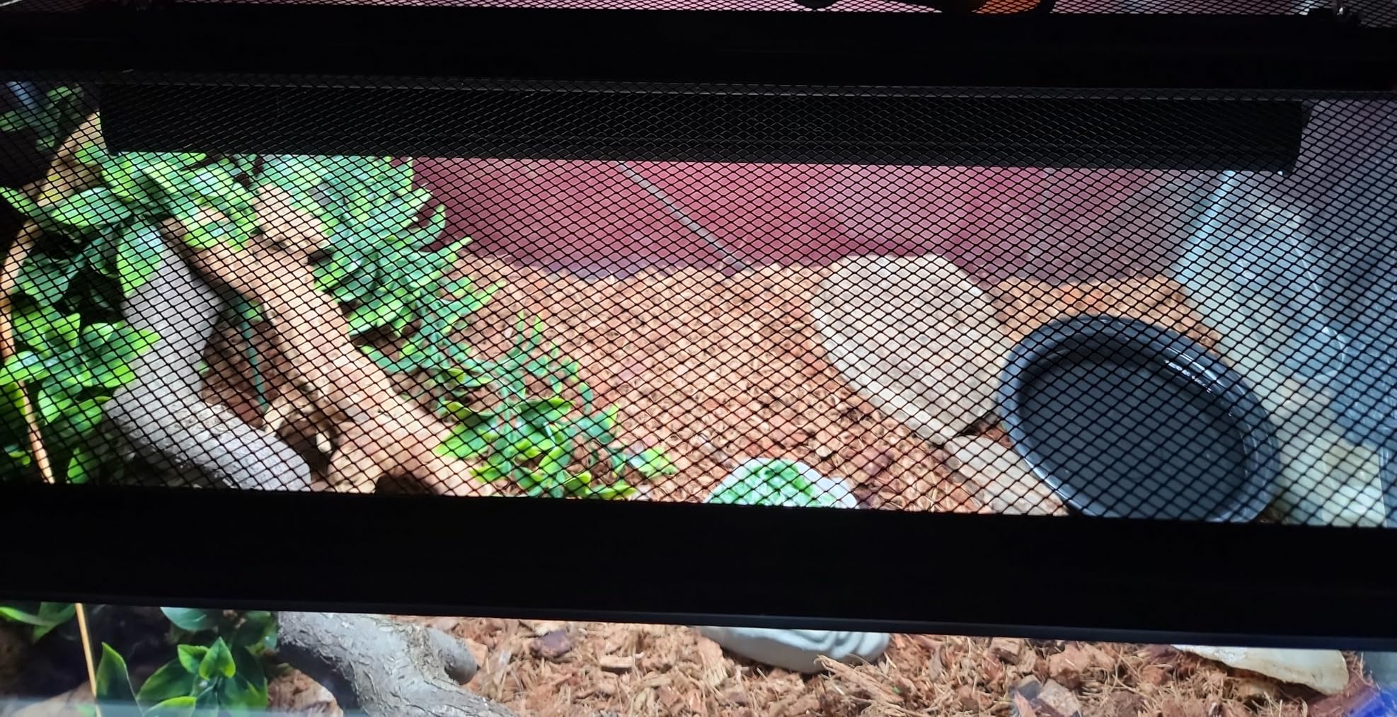 T5 Reptile Light Fixture Combo Kit 8W Light Fixture Reptile Terrarium Hood 10.0 UVB Light Bulb Fluorescent Tube Ideal for Tropical and Deserts Such as Bearded Dragon Lizards and Tortoises customer photo 2