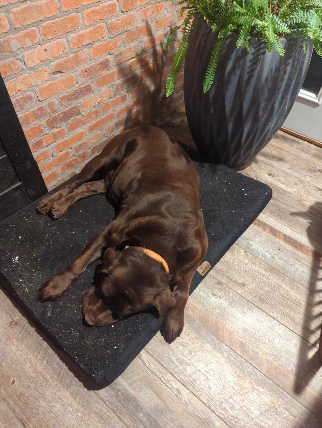 Bedsure Self Warming Dog Beds Large Sized Dog - Comfy Puppy Beds with Removable Washable Cover, Orthopedic Egg Crate Foam Pet Mat, Suitable for Pet Up to 65 lbs customer photo 1