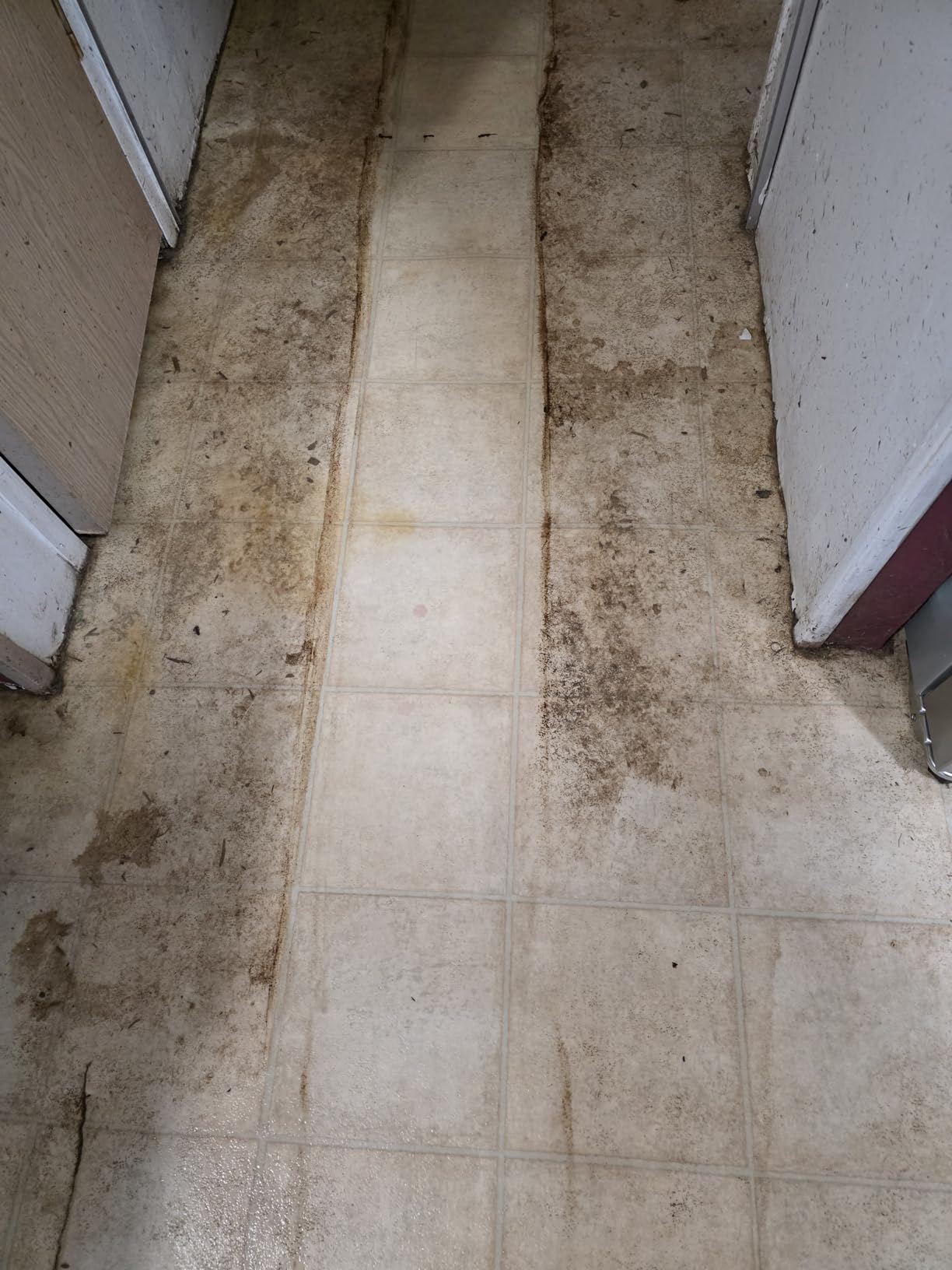 Steam Pickup Lightweight 3-in-1 Steam Mop Cleaner Picks Up Debris, Deep Scrubs & Steam Sanitizes - All At Once for Home with Sealed Hard Floors like Hardwood, Tile & Laminate, SD201 customer photo 1