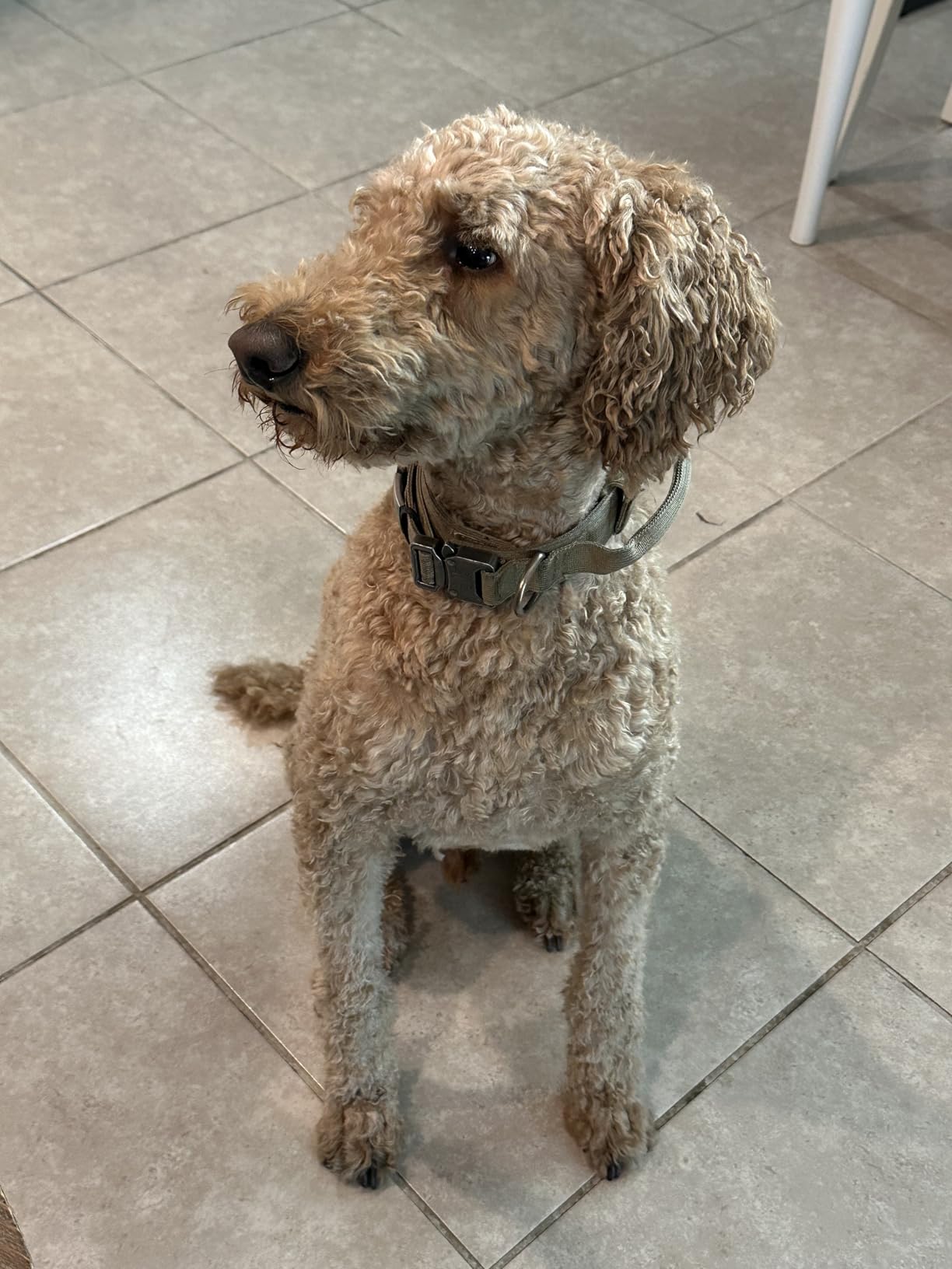 Dog Grooming Vacuum, Pet Grooming Kit with Clipper Nail Trimmer Grinder, 2.5L Dust Cup 7 Grooming Tools 11000Pa Dog Hair Vacuum for Shedding Grooming, Home Cleaning, PG50 Plus customer photo 1