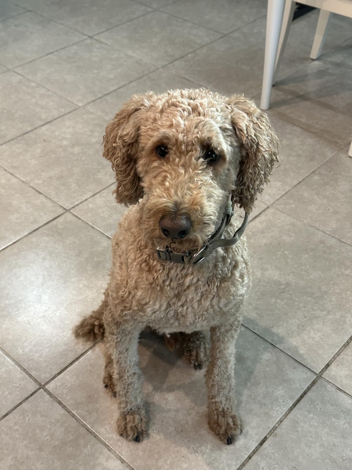 Dog Grooming Vacuum, Pet Grooming Kit with Clipper Nail Trimmer Grinder, 2.5L Dust Cup 7 Grooming Tools 11000Pa Dog Hair Vacuum for Shedding Grooming, Home Cleaning, PG50 Plus customer photo 2