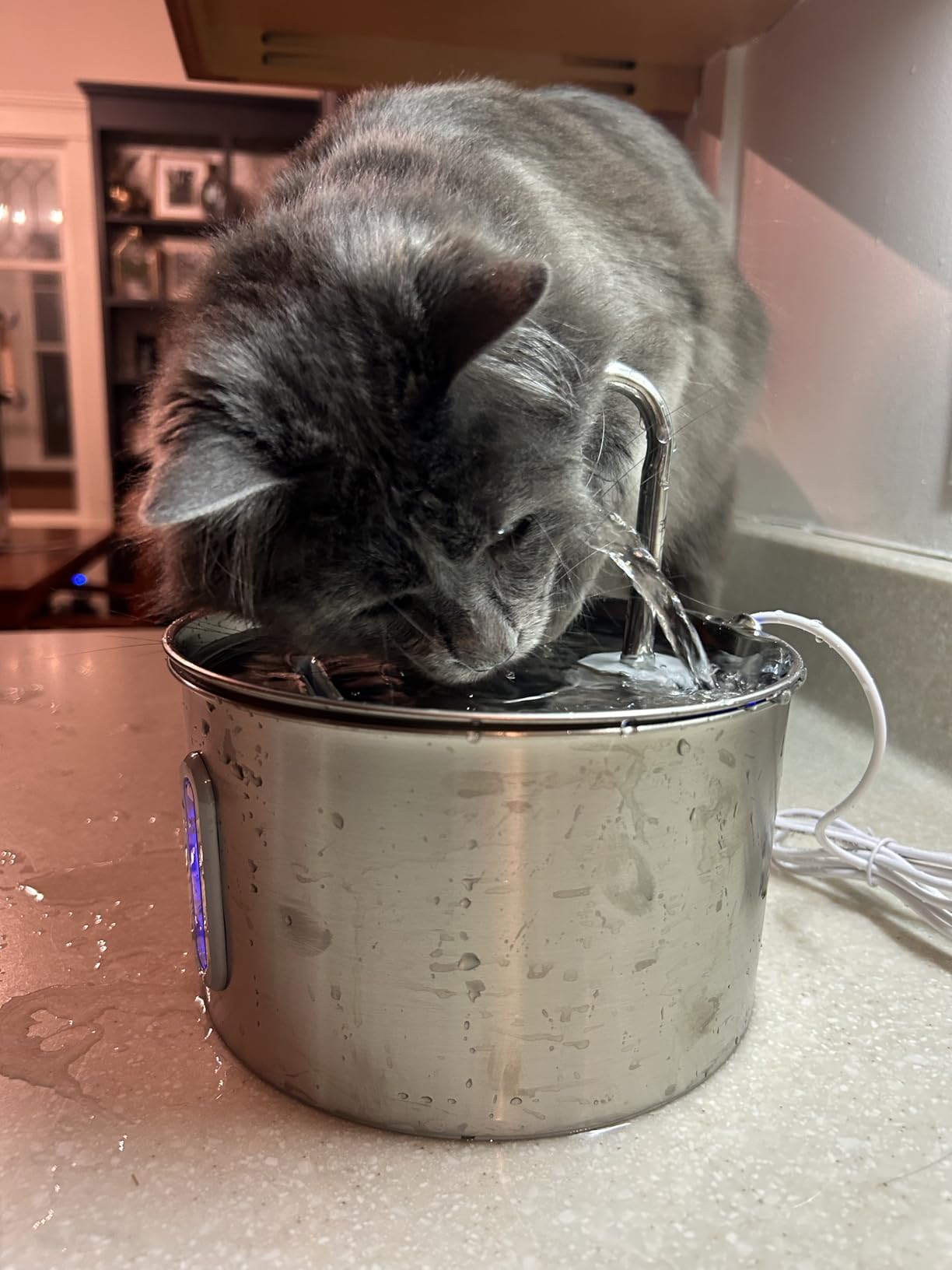 Cat Water Fountain Stainless Steel: 2.2 L Cat Fountain for Drinking - Automatic Pet Water Fountain for Cats Inside - Metal Cat Dog Water Dispenser Bowl with Faucet Water Level Window Ultra Quiet Pump customer photo 1